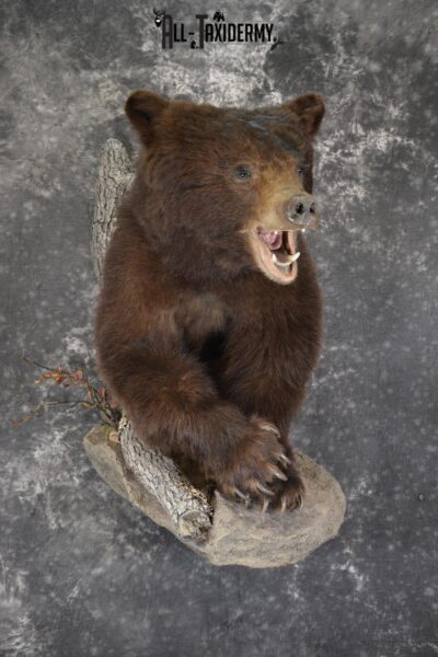 Brown Phase Black Bear 1/2 body taxidermy mount for sale SKU 1897
