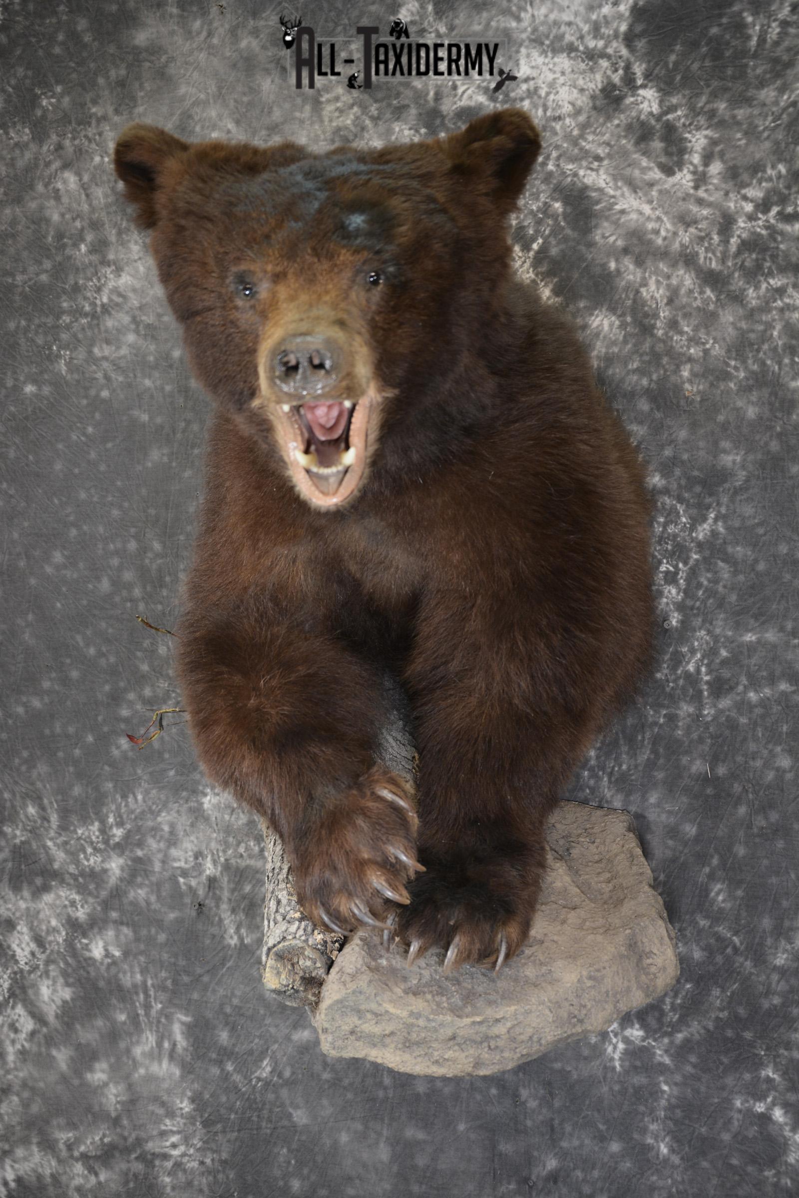 Brown Phase Black Bear 1/2 body taxidermy mount for sale SKU 1897 - Image 12