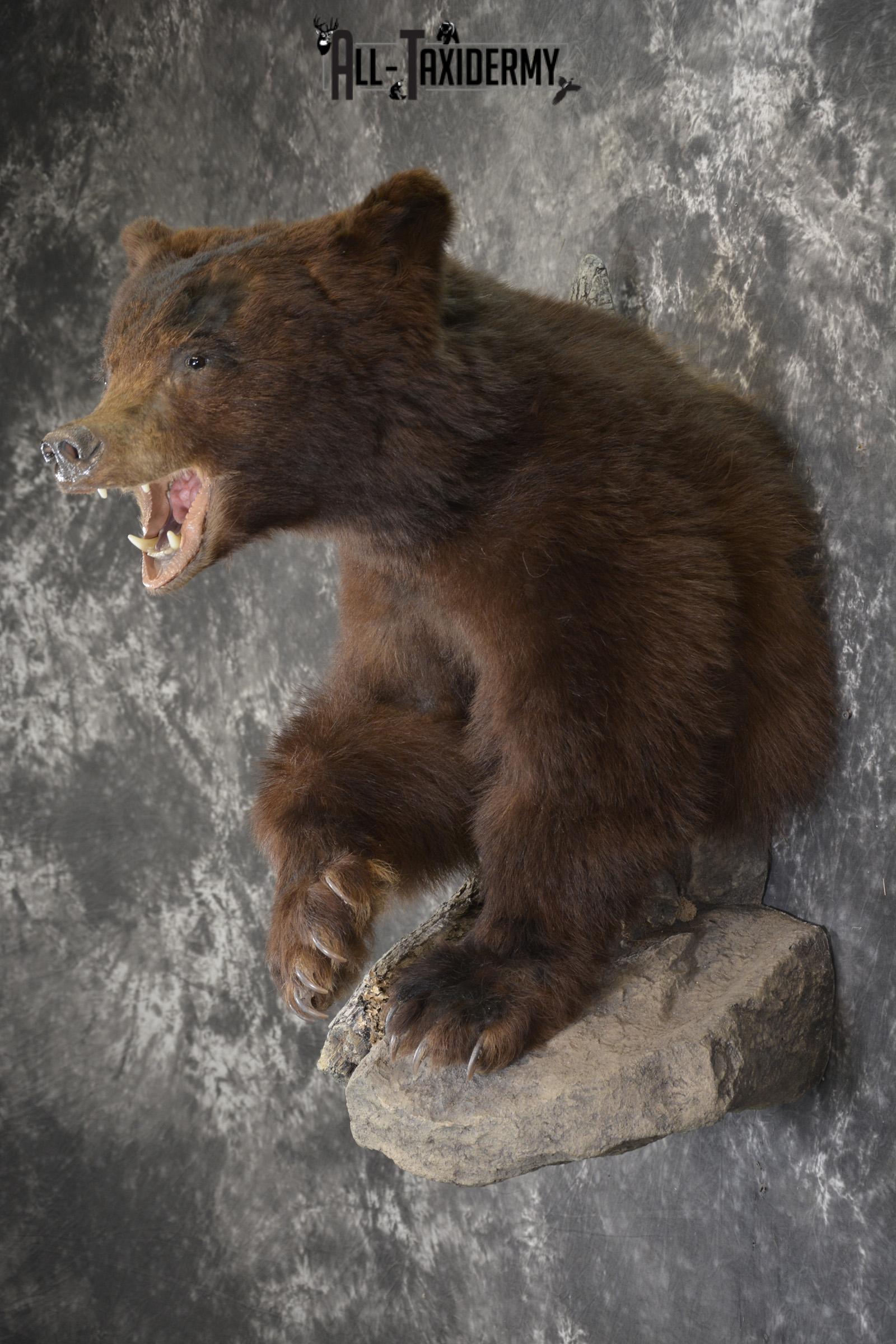 Brown Phase Black Bear 1/2 body taxidermy mount for sale SKU 1897 - Image 11