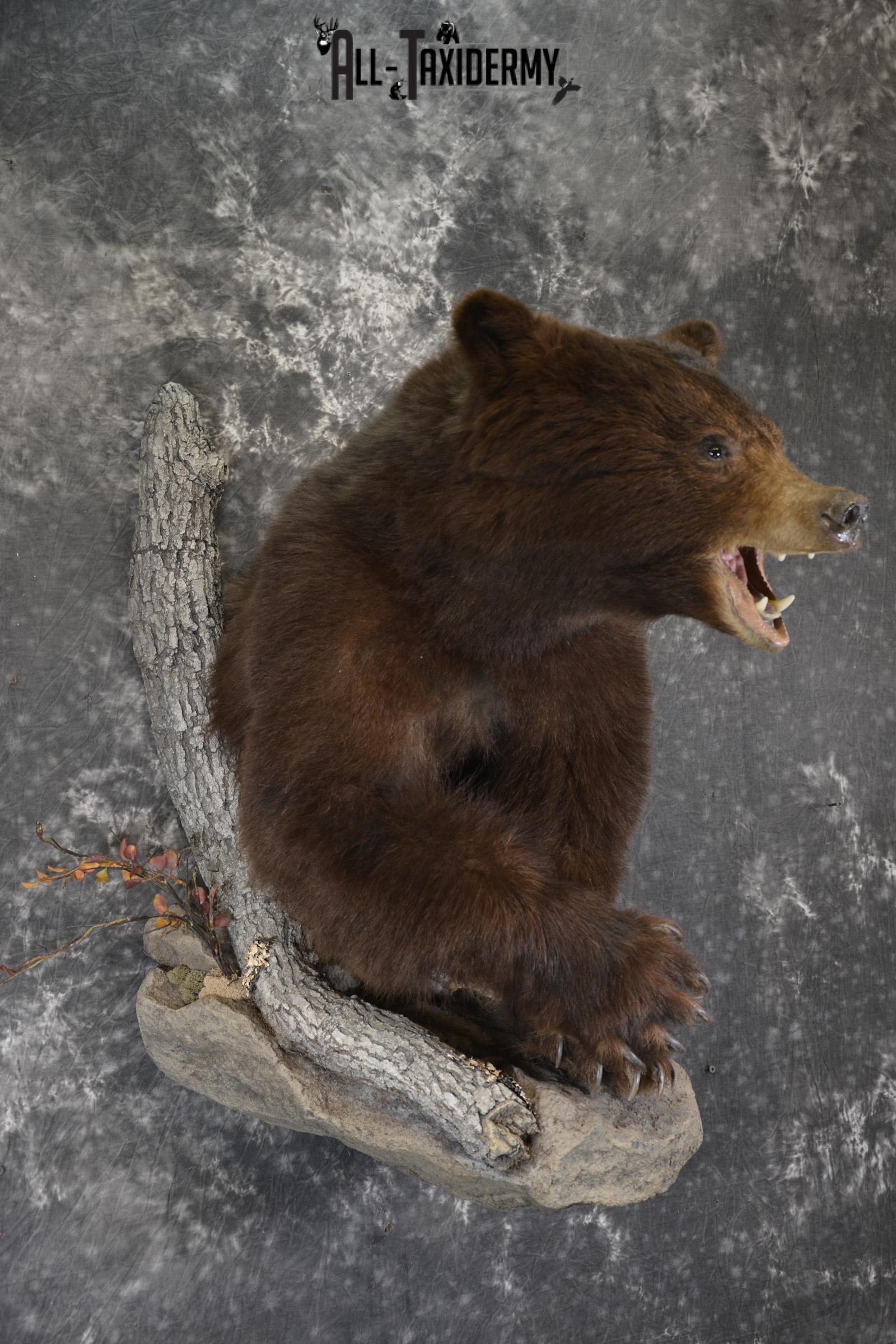 Brown Phase Black Bear 1/2 body taxidermy mount for sale SKU 1897 - Image 10