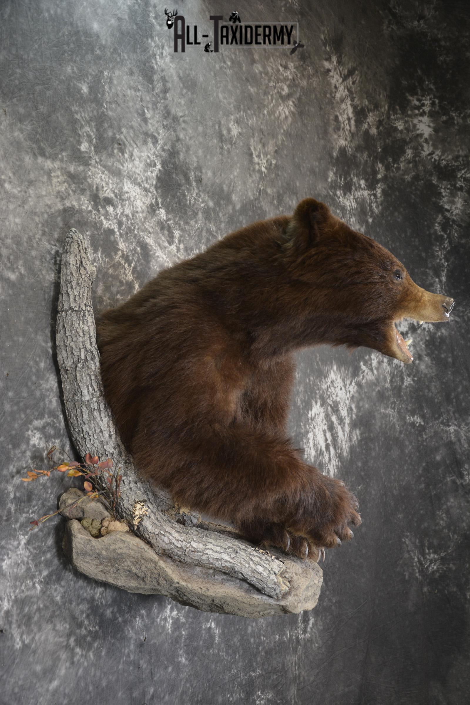 Brown Phase Black Bear 1/2 body taxidermy mount for sale SKU 1897 - Image 9