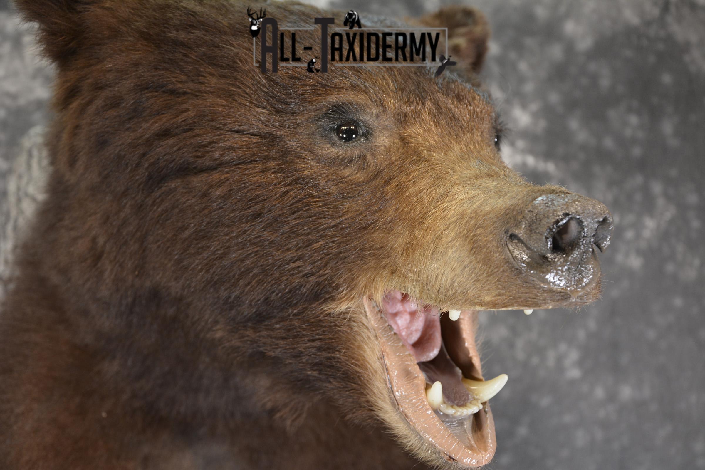 Brown Phase Black Bear 1/2 body taxidermy mount for sale SKU 1897 - Image 8