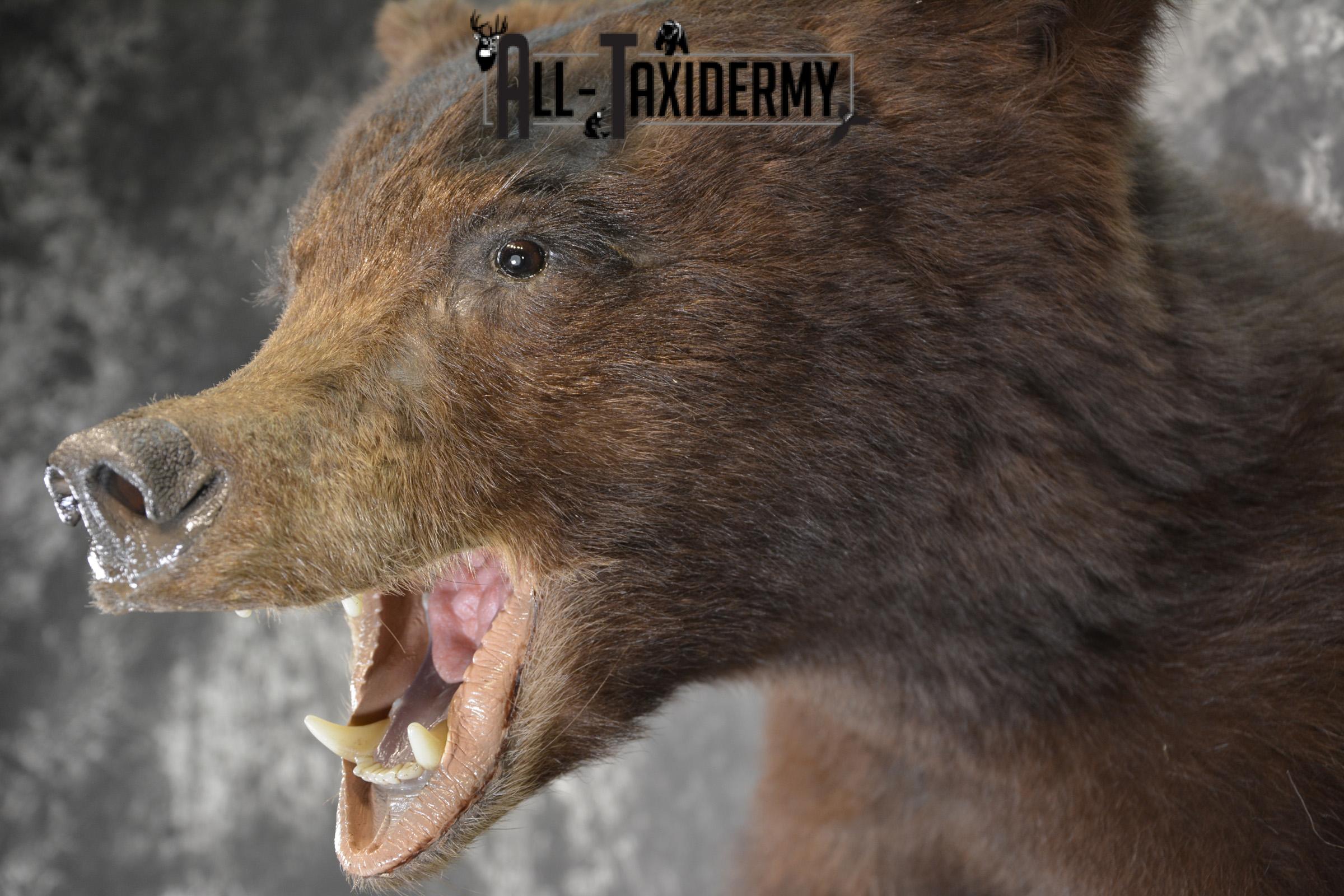 Brown Phase Black Bear 1/2 body taxidermy mount for sale SKU 1897 - Image 7