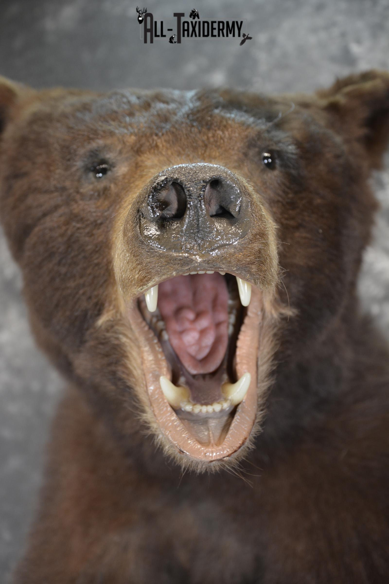 Brown Phase Black Bear 1/2 body taxidermy mount for sale SKU 1897 - Image 6