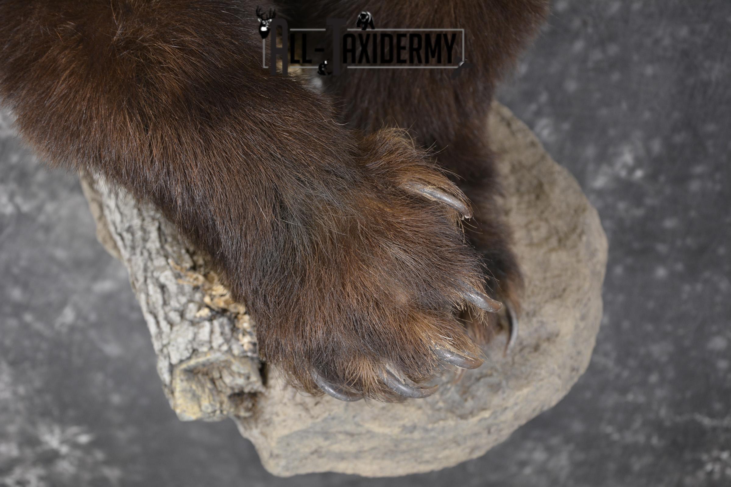 Brown Phase Black Bear 1/2 body taxidermy mount for sale SKU 1897 - Image 5