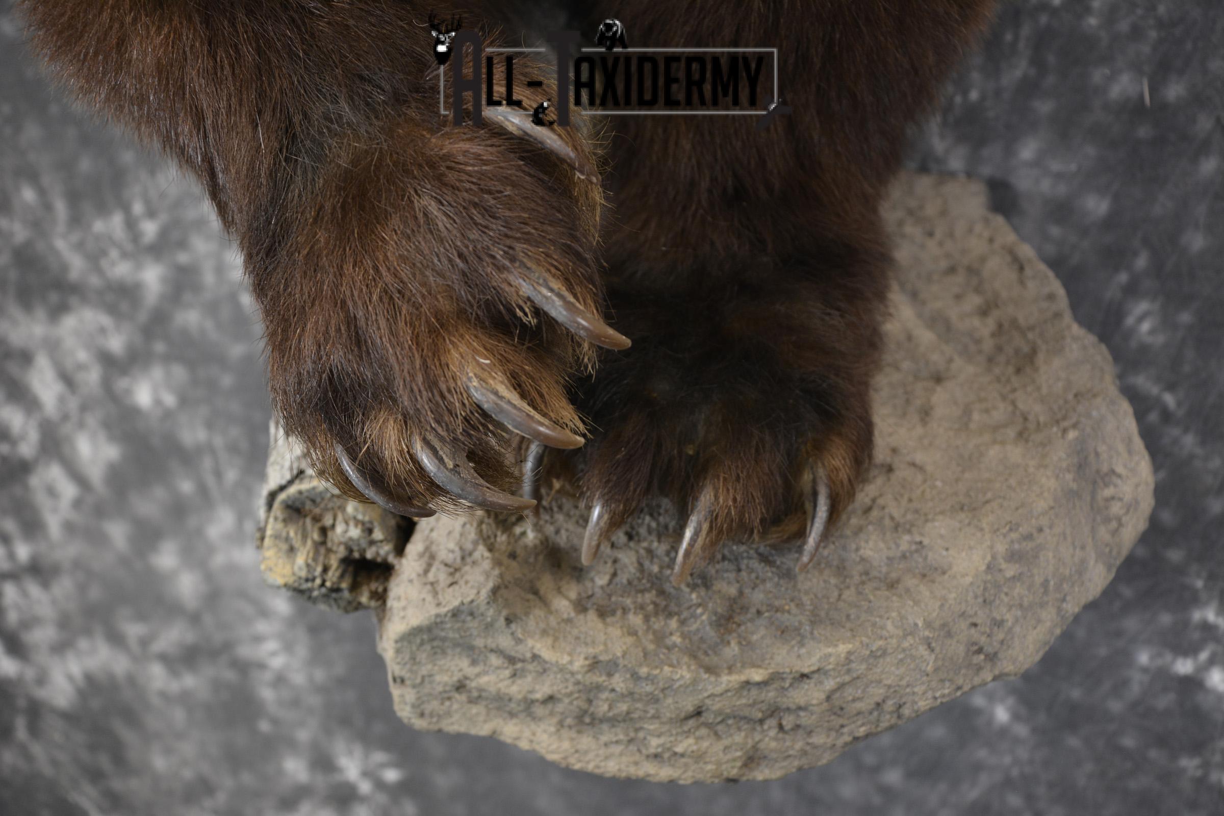 Brown Phase Black Bear 1/2 body taxidermy mount for sale SKU 1897 - Image 4