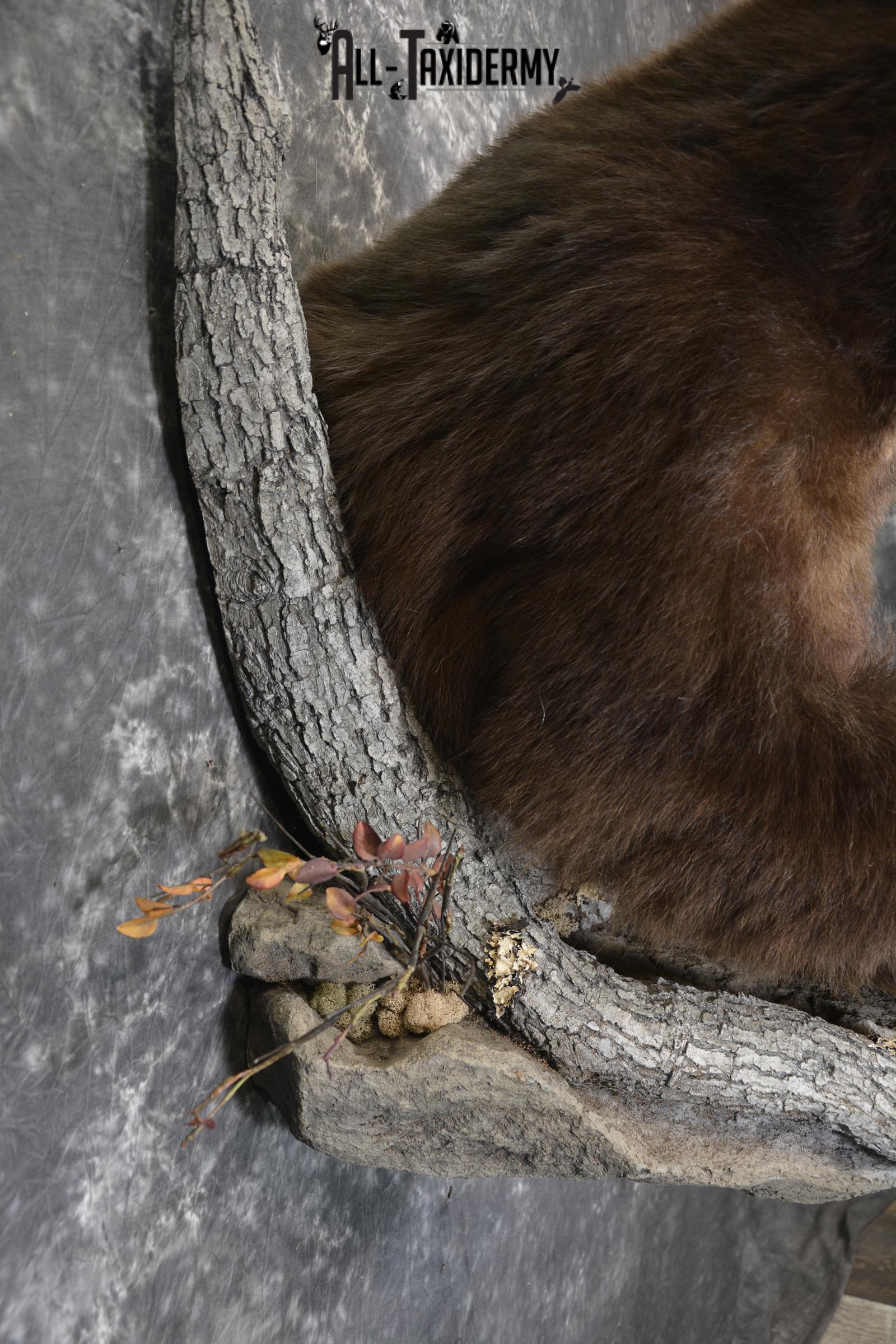 Brown Phase Black Bear 1/2 body taxidermy mount for sale SKU 1897 - Image 3