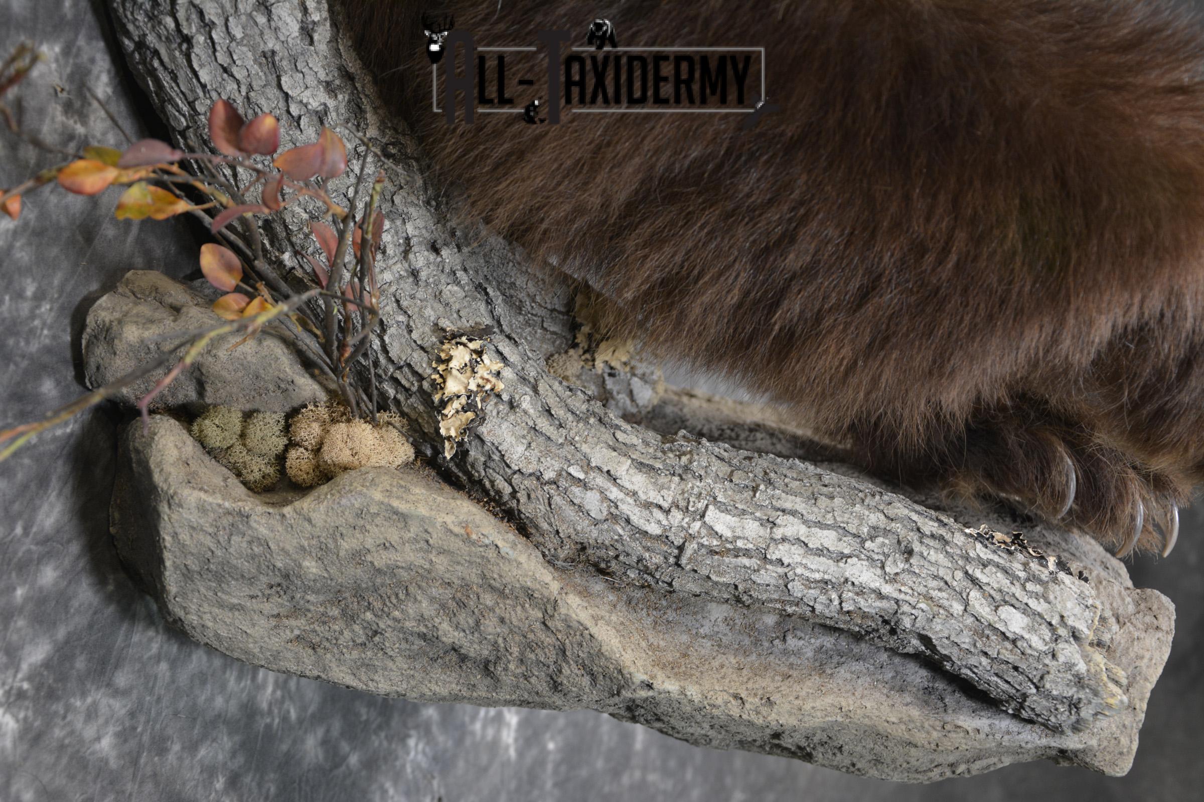 Brown Phase Black Bear 1/2 body taxidermy mount for sale SKU 1897 - Image 2