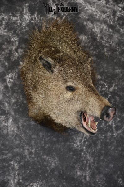 Collard Peccary Javelina taxidermy shoulder mount for sale SKU 1898