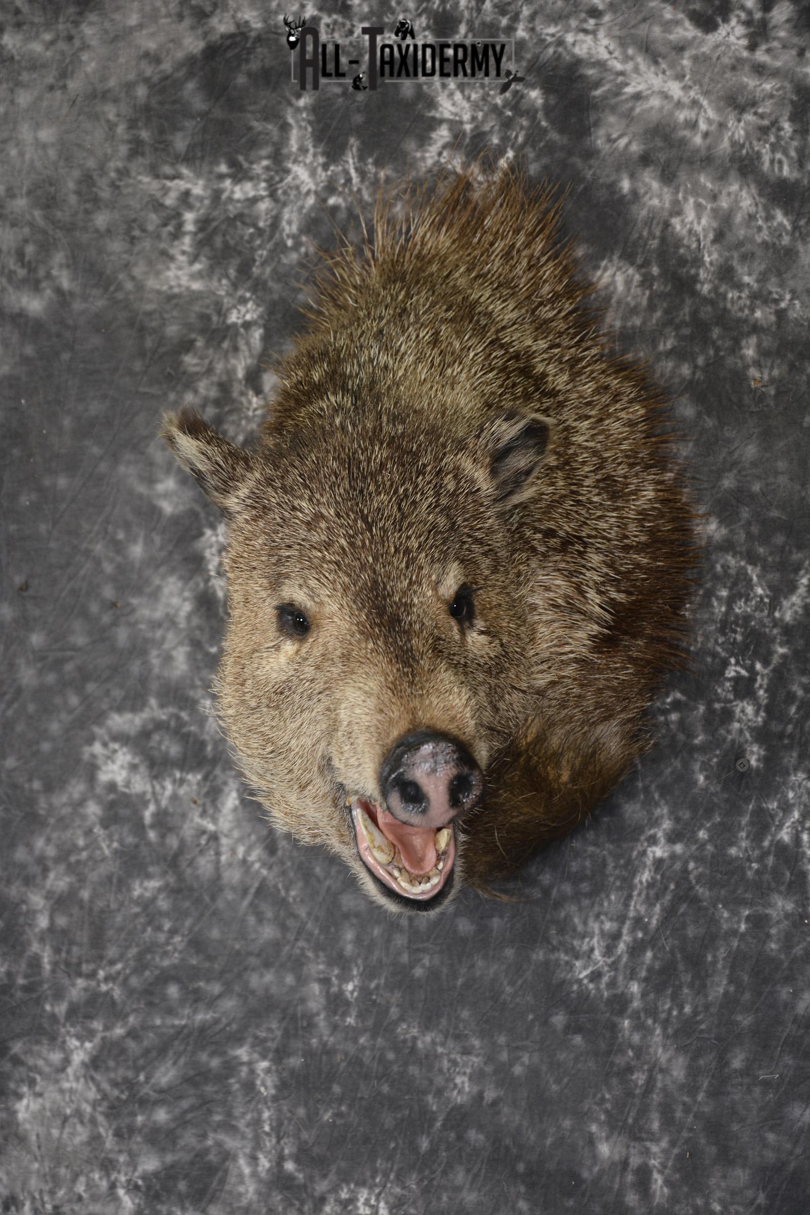 Collard Peccary Javelina taxidermy shoulder mount for sale SKU 1898 - Image 8