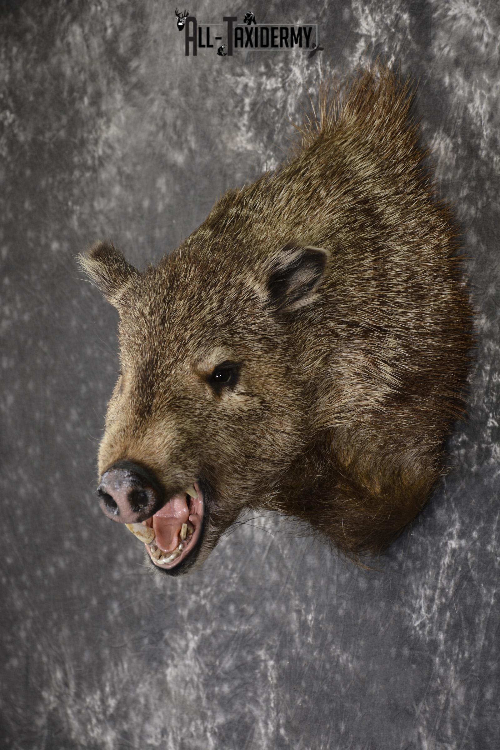 Collard Peccary Javelina taxidermy shoulder mount for sale SKU 1898 - Image 7