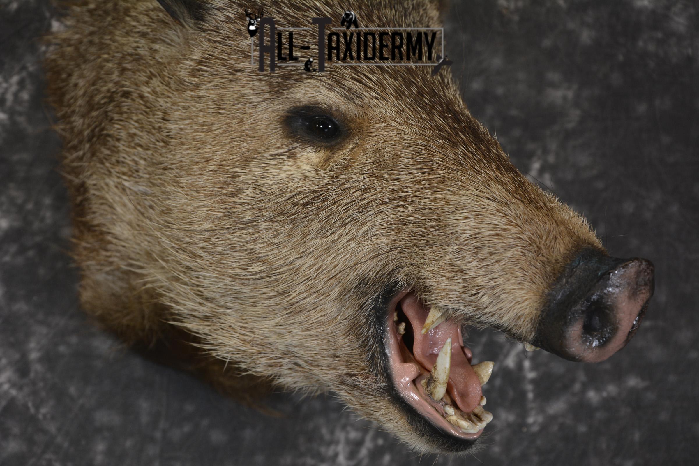 Collard Peccary Javelina taxidermy shoulder mount for sale SKU 1898 - Image 4