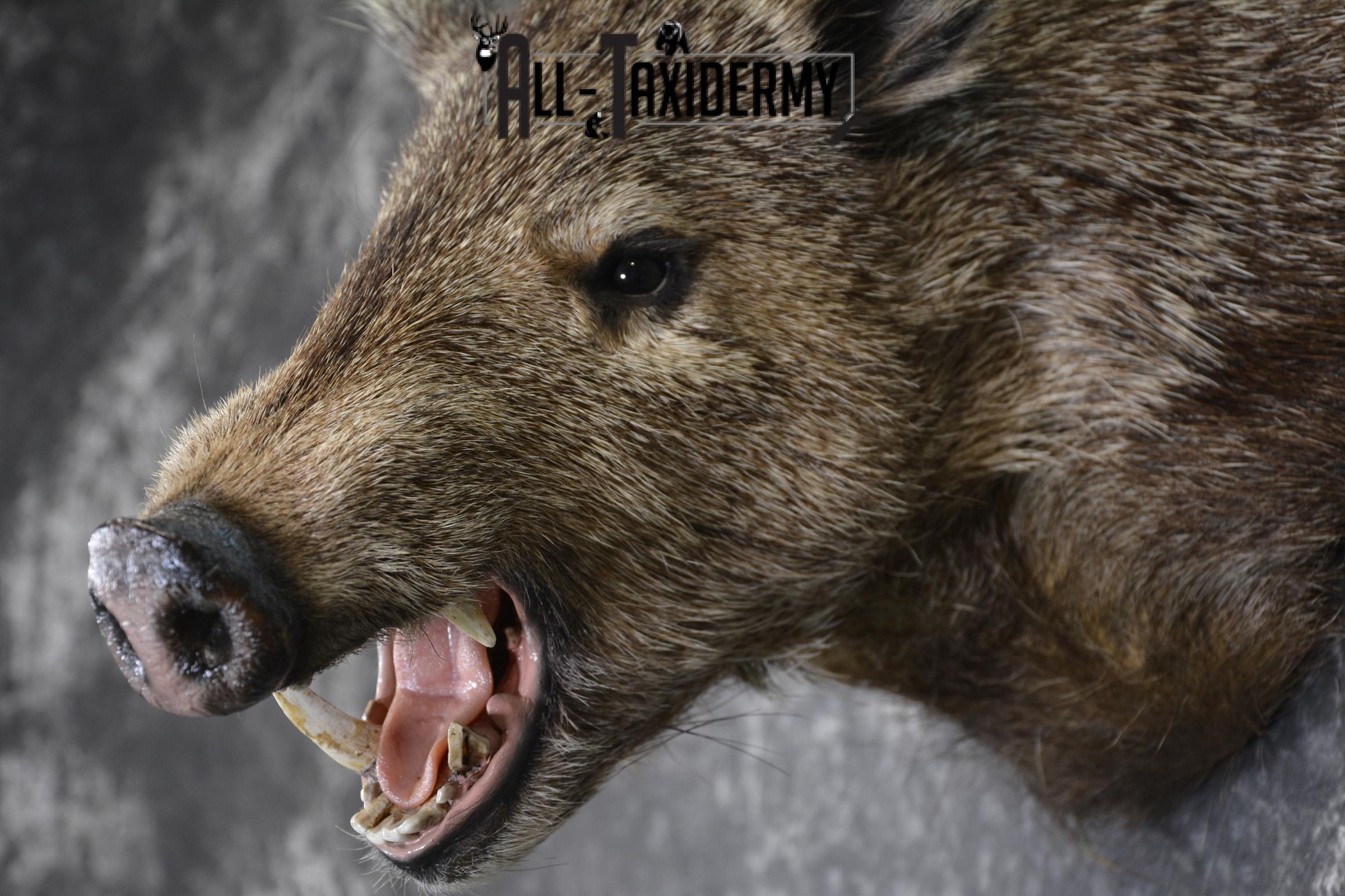 Collard Peccary Javelina taxidermy shoulder mount for sale SKU 1898 - Image 3