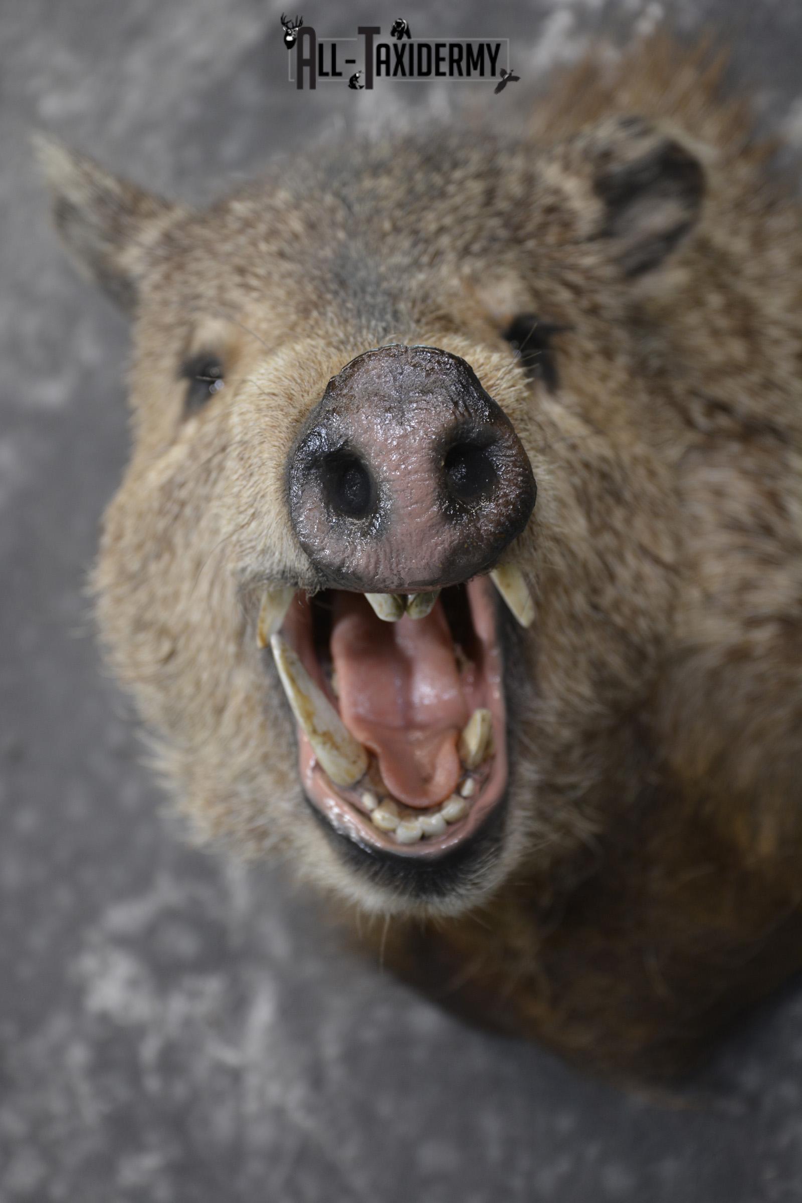 Collard Peccary Javelina taxidermy shoulder mount for sale SKU 1898 - Image 2