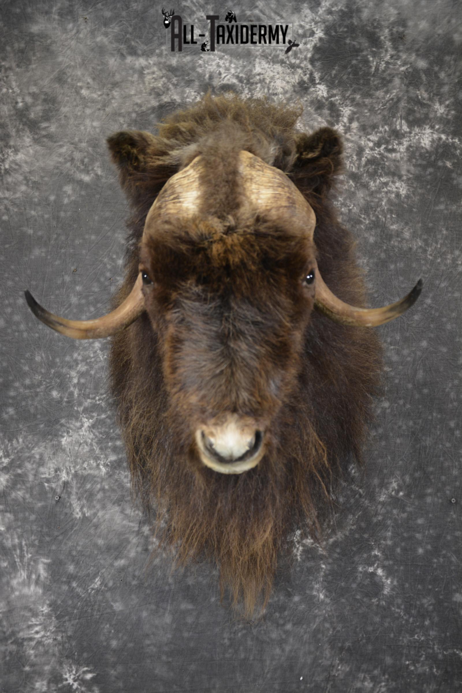 Musk Ox taxidermy shoulder mount for sale SKU 1899