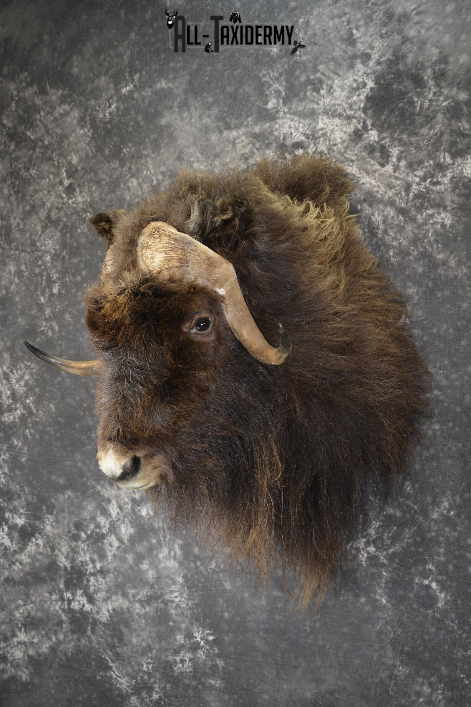 Musk Ox taxidermy shoulder mount for sale SKU 1899 - Image 7