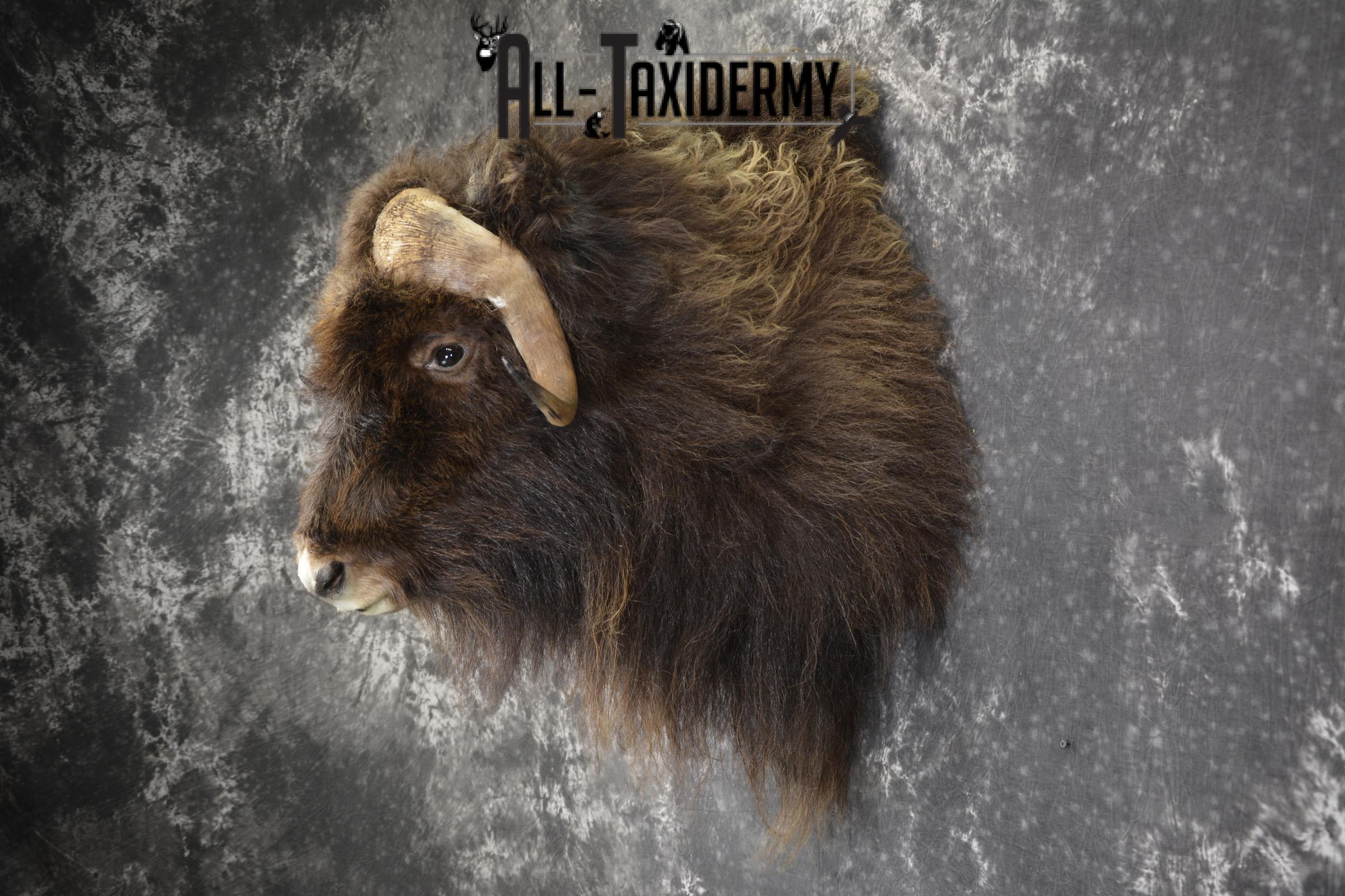 Musk Ox taxidermy shoulder mount for sale SKU 1899 - Image 6