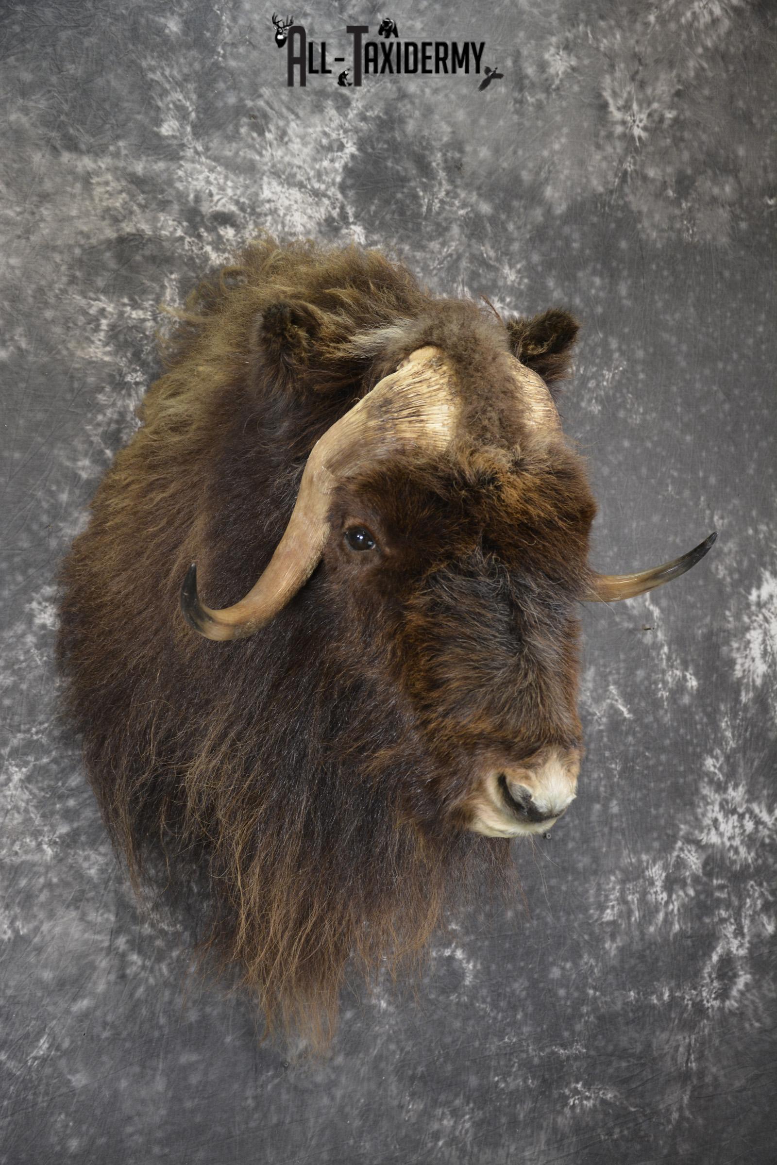 Musk Ox taxidermy shoulder mount for sale SKU 1899 - Image 5