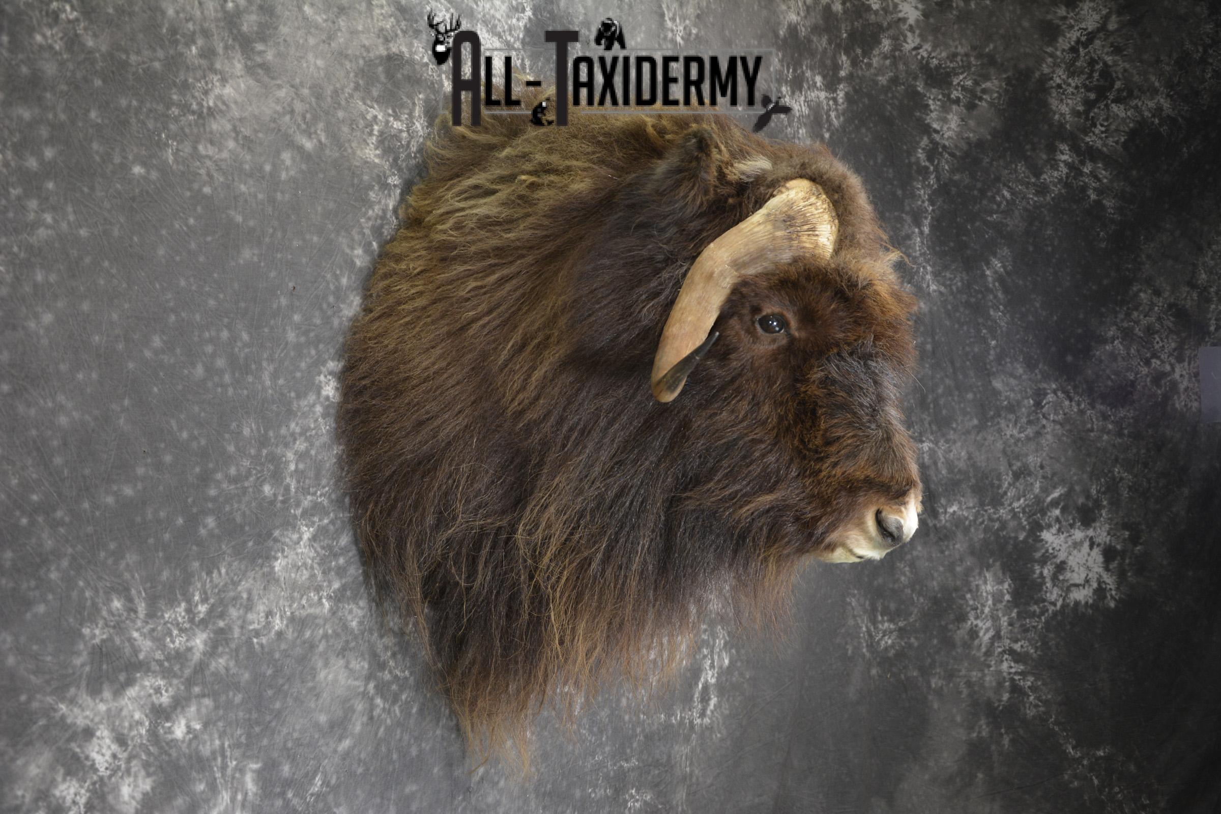 Musk Ox taxidermy shoulder mount for sale SKU 1899 - Image 4