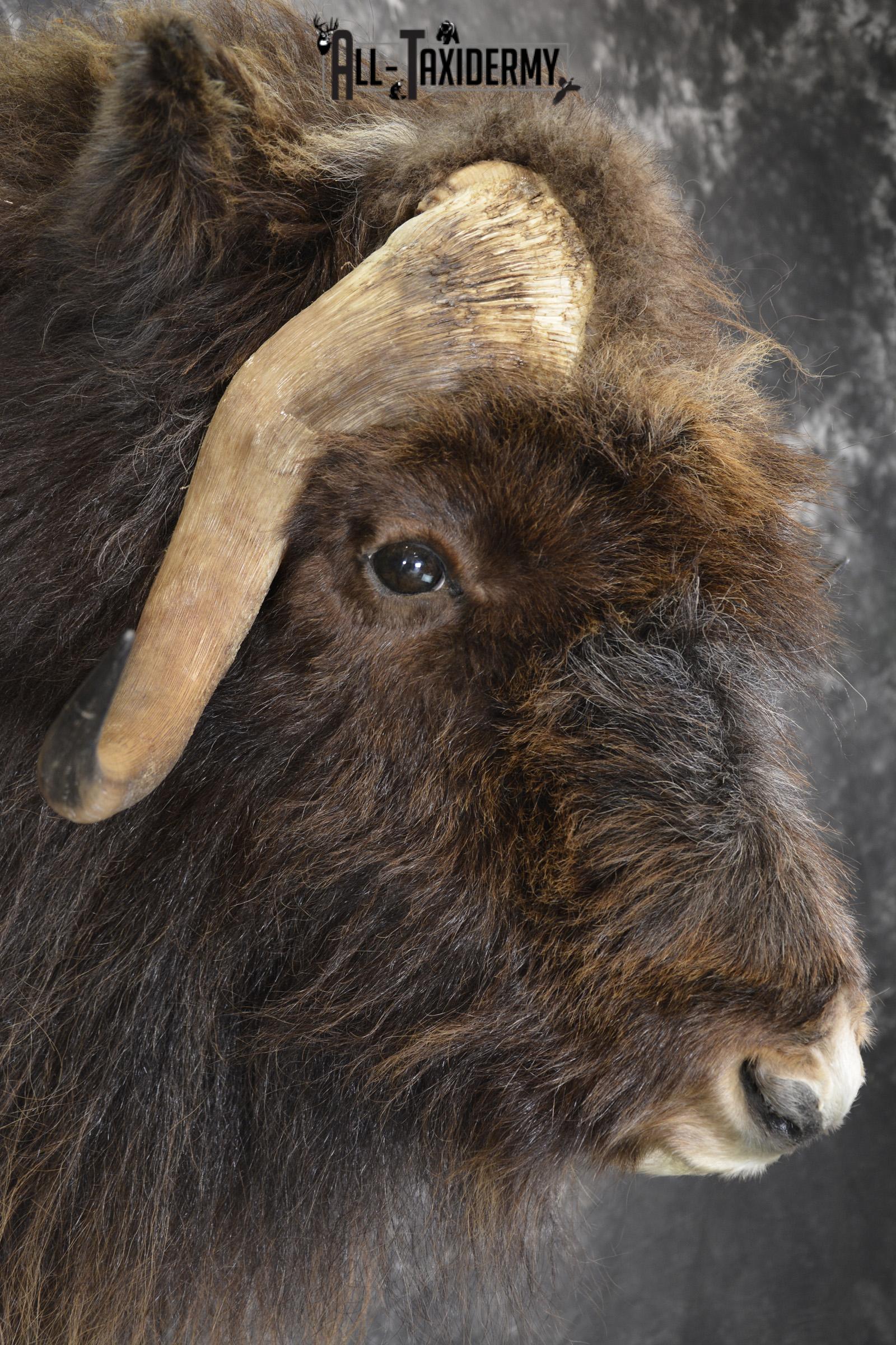 Musk Ox taxidermy shoulder mount for sale SKU 1899 - Image 3