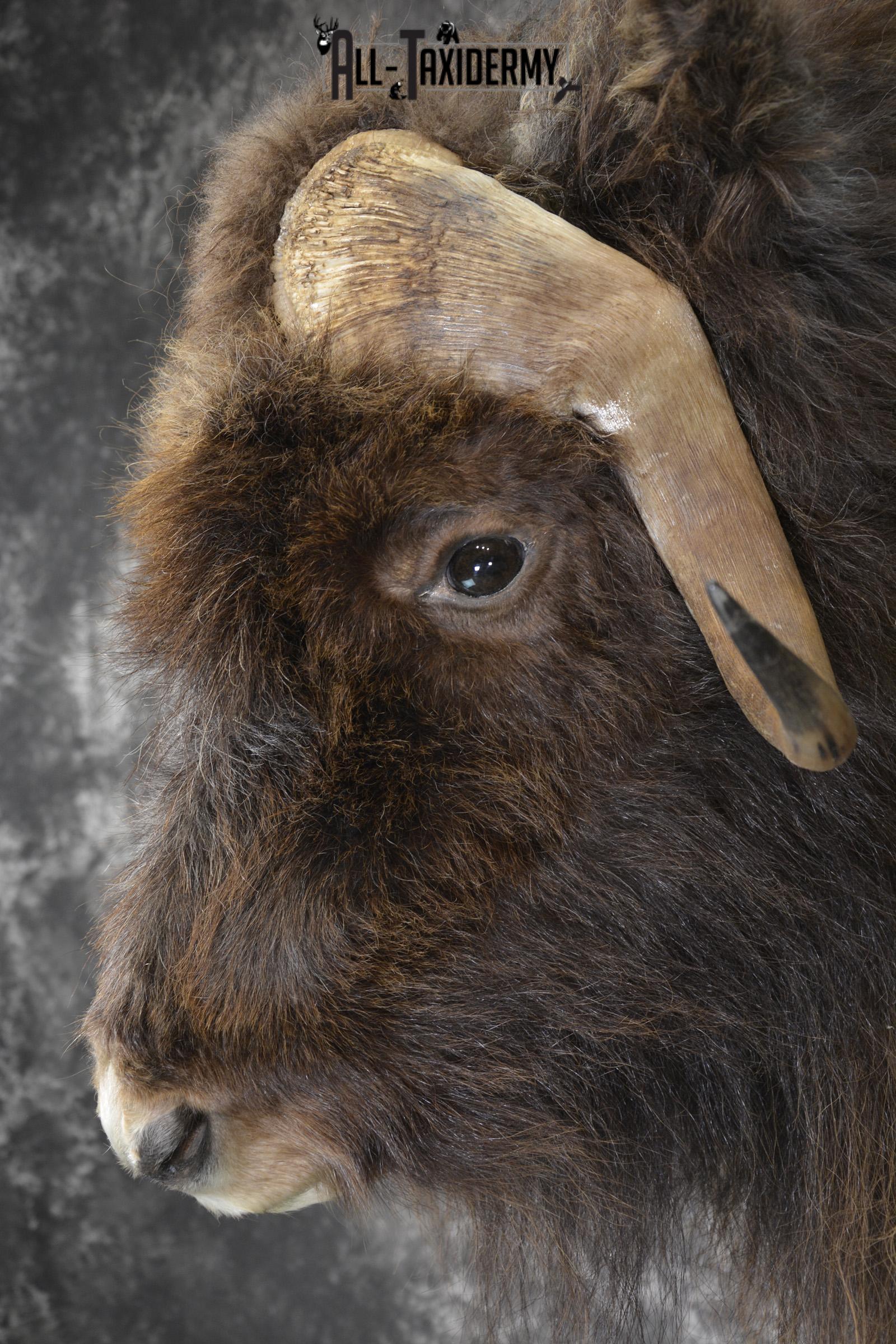 Musk Ox taxidermy shoulder mount for sale SKU 1899 - Image 2