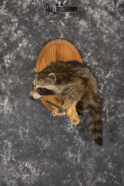 American Natural Resources Cubs Baseball Cap Raccoon Professional Taxidermy Mounted Animal Statue Home or Office Gift ANRCubs