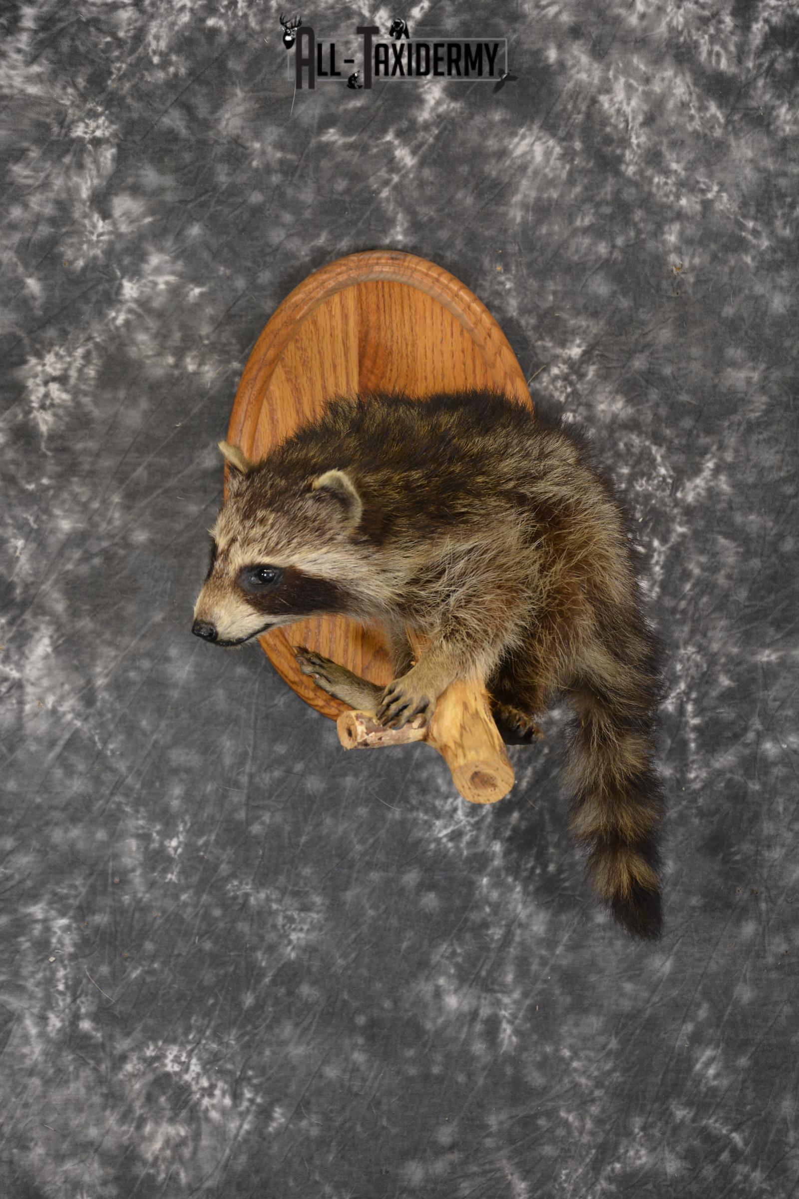 Baby Raccoon taxidermy mount for sale SKU 1900