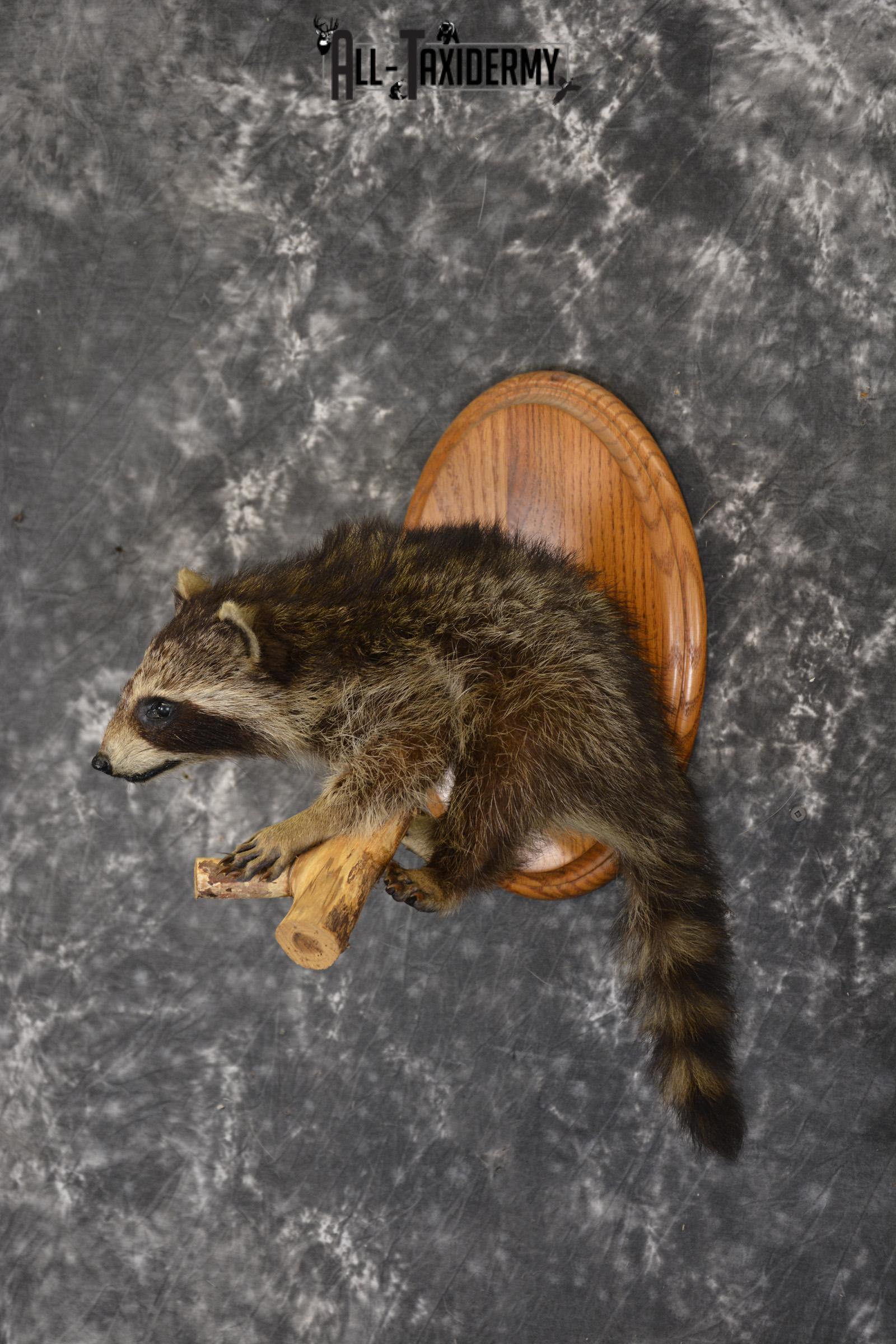 Baby Raccoon taxidermy mount for sale SKU 1900 - Image 7