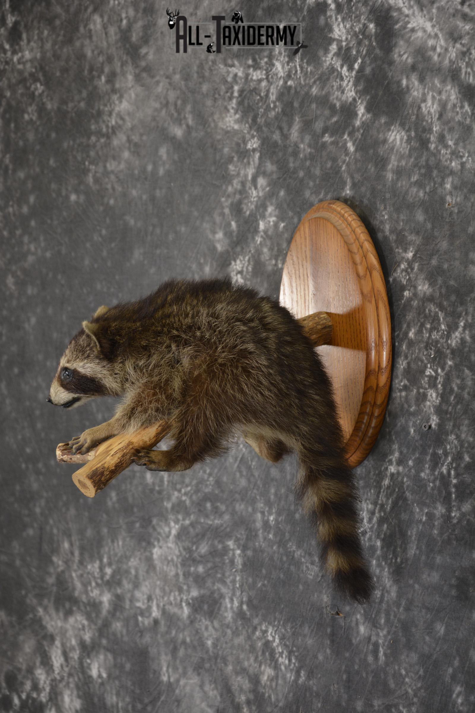 Baby Raccoon taxidermy mount for sale SKU 1900 - Image 6