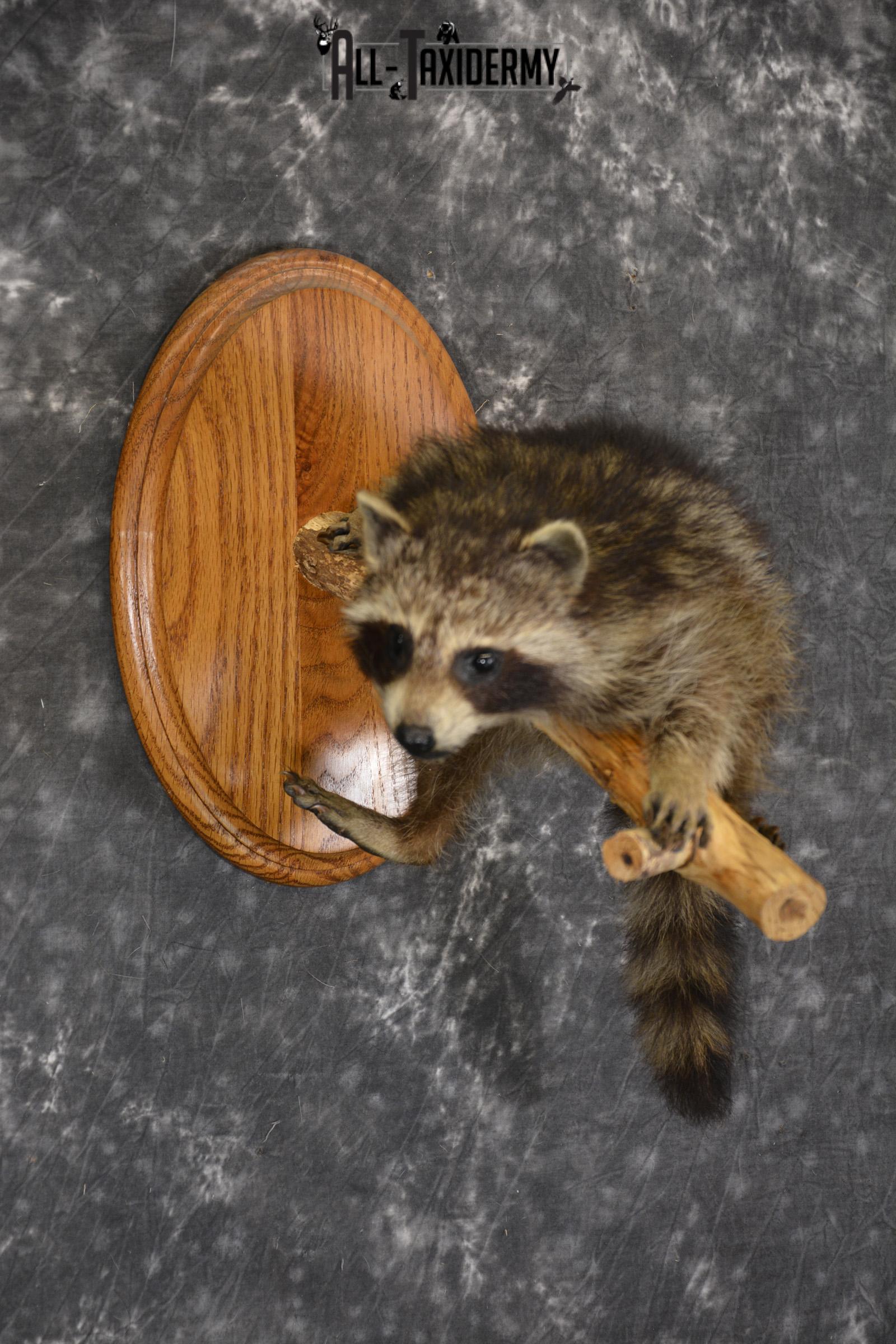Baby Raccoon taxidermy mount for sale SKU 1900 - Image 5