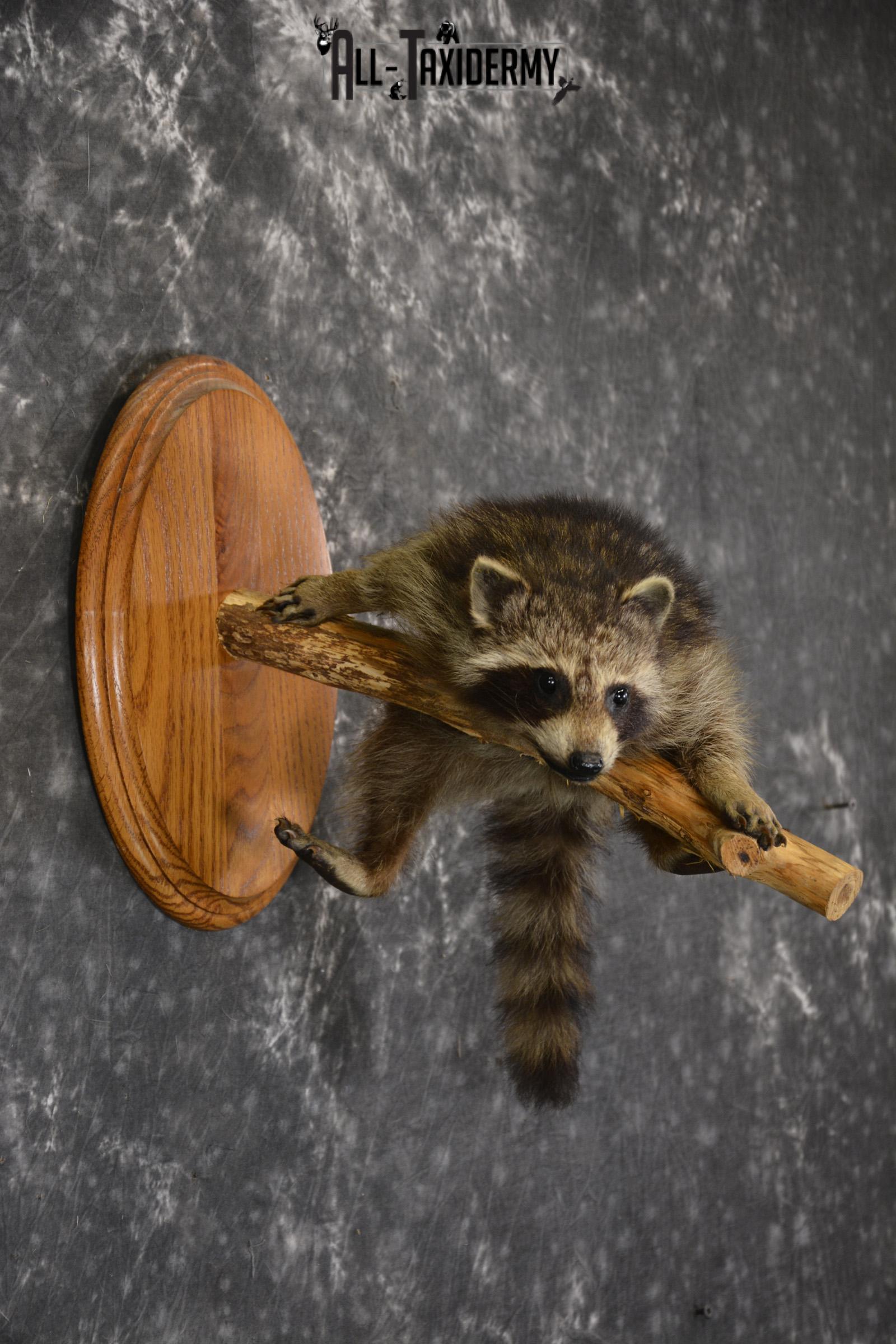 Baby Raccoon taxidermy mount for sale SKU 1900 - Image 4