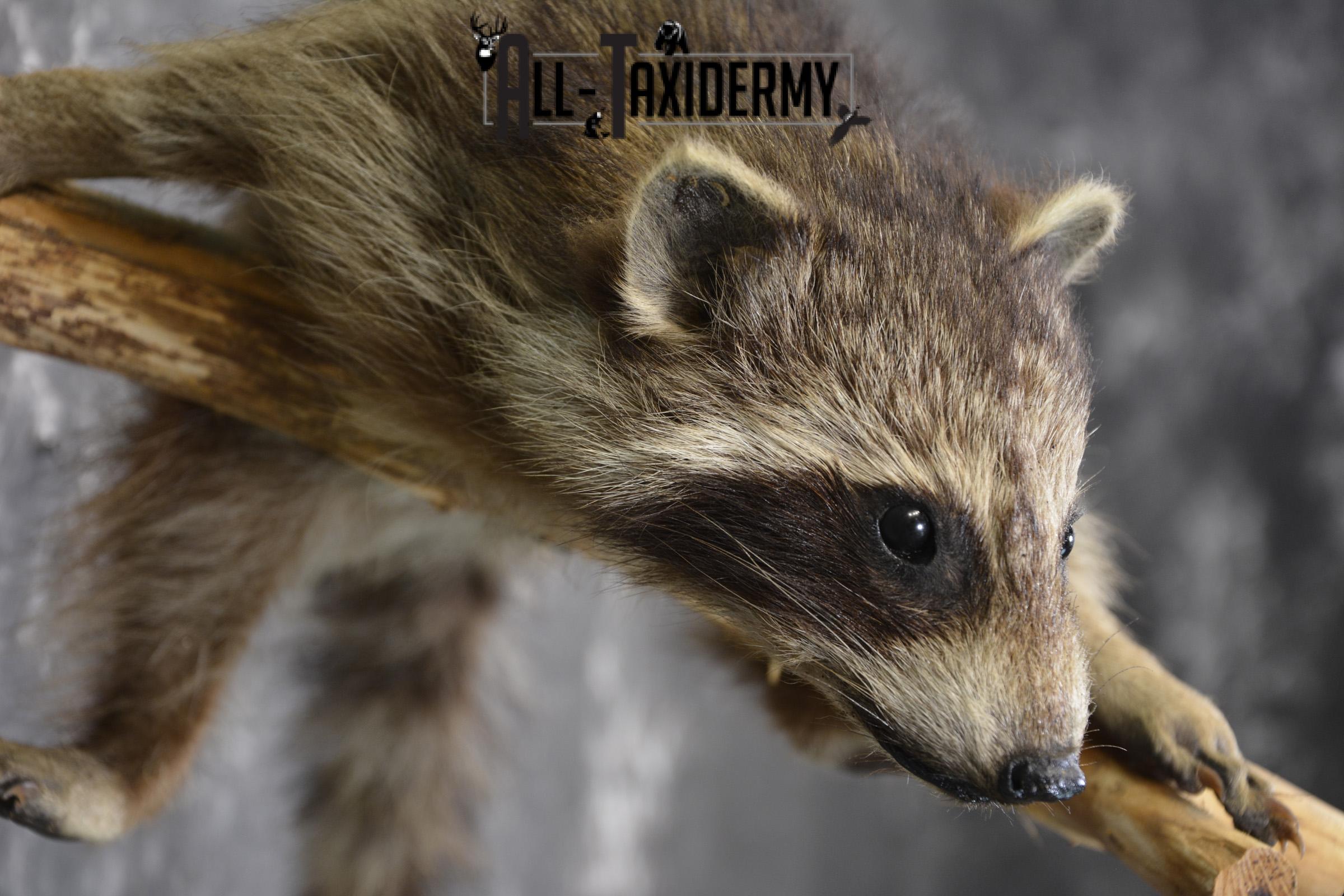 Baby Raccoon taxidermy mount for sale SKU 1900 - Image 3