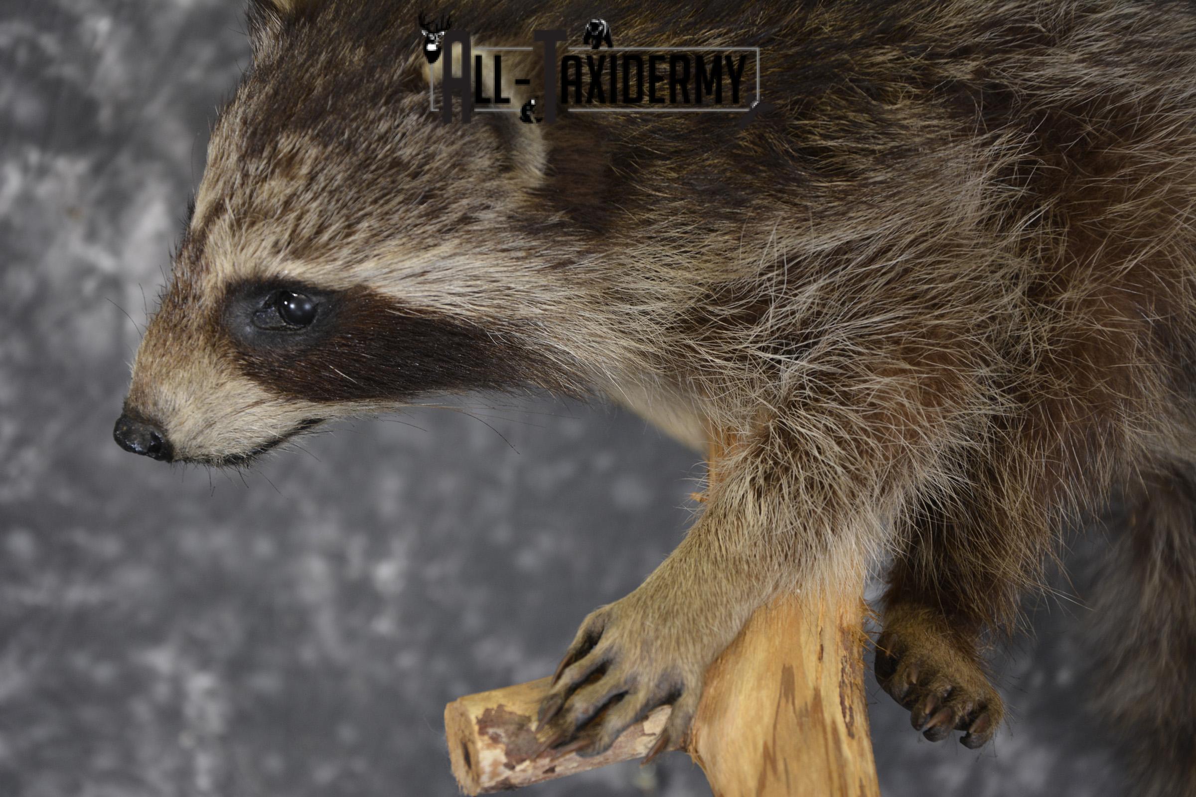 Baby Raccoon taxidermy mount for sale SKU 1900 - Image 2