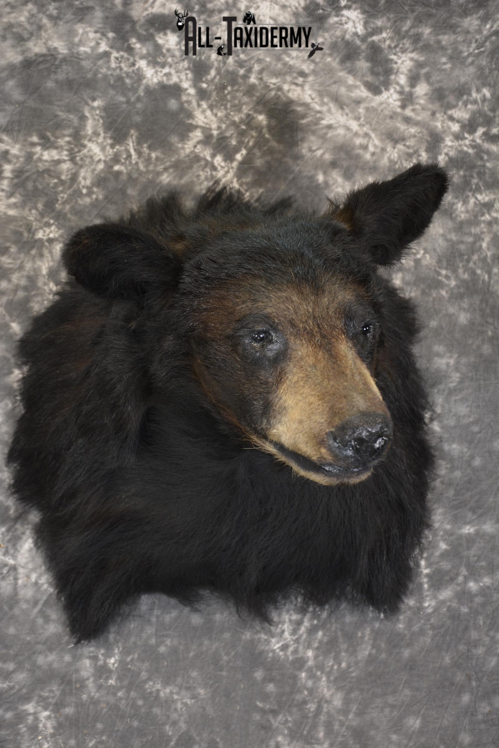 Black Bear taxidermy shoulder mount for sale SKU 1901