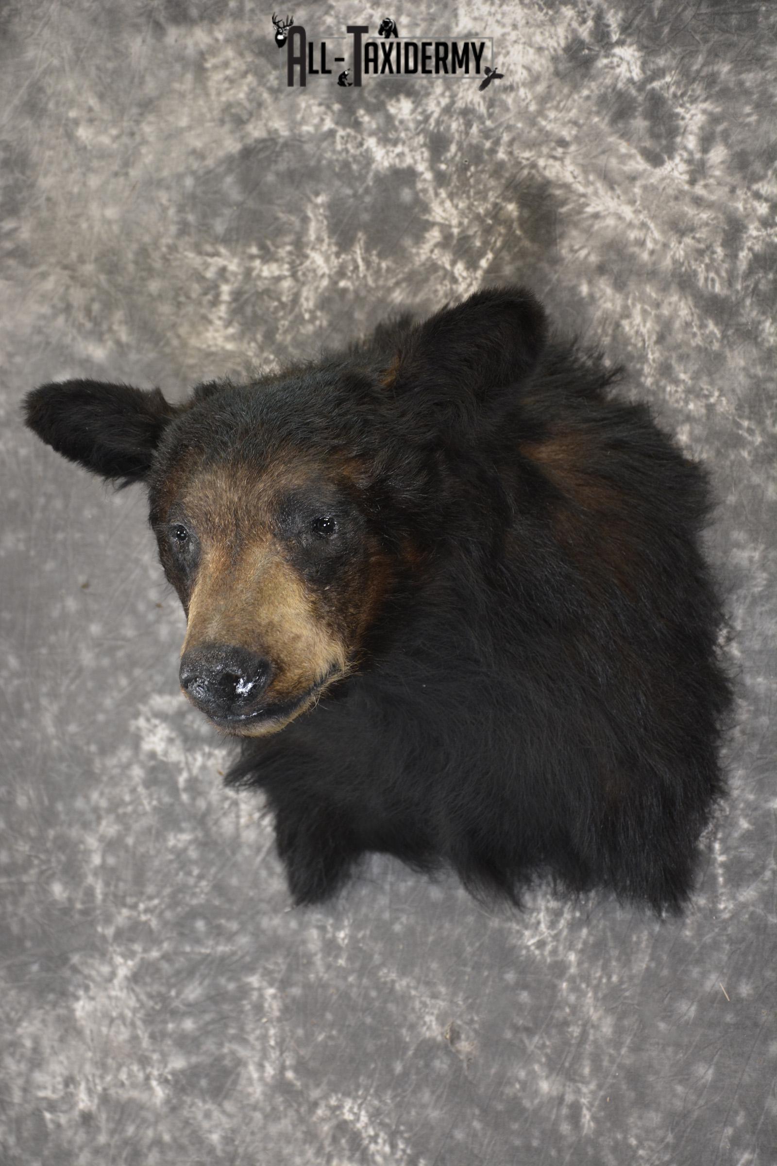 Black Bear taxidermy shoulder mount for sale SKU 1901 - Image 5