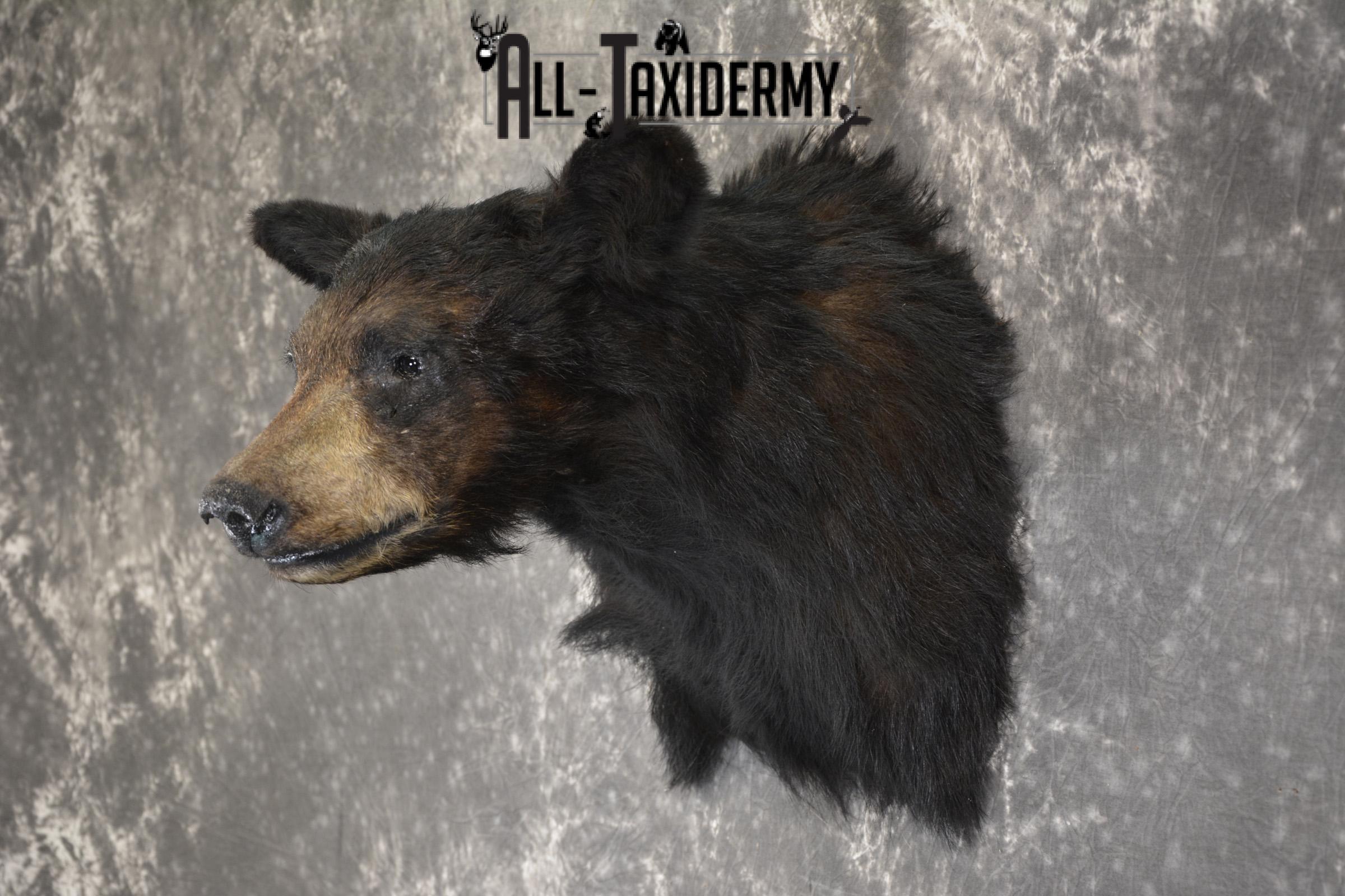 Black Bear taxidermy shoulder mount for sale SKU 1901 - Image 4