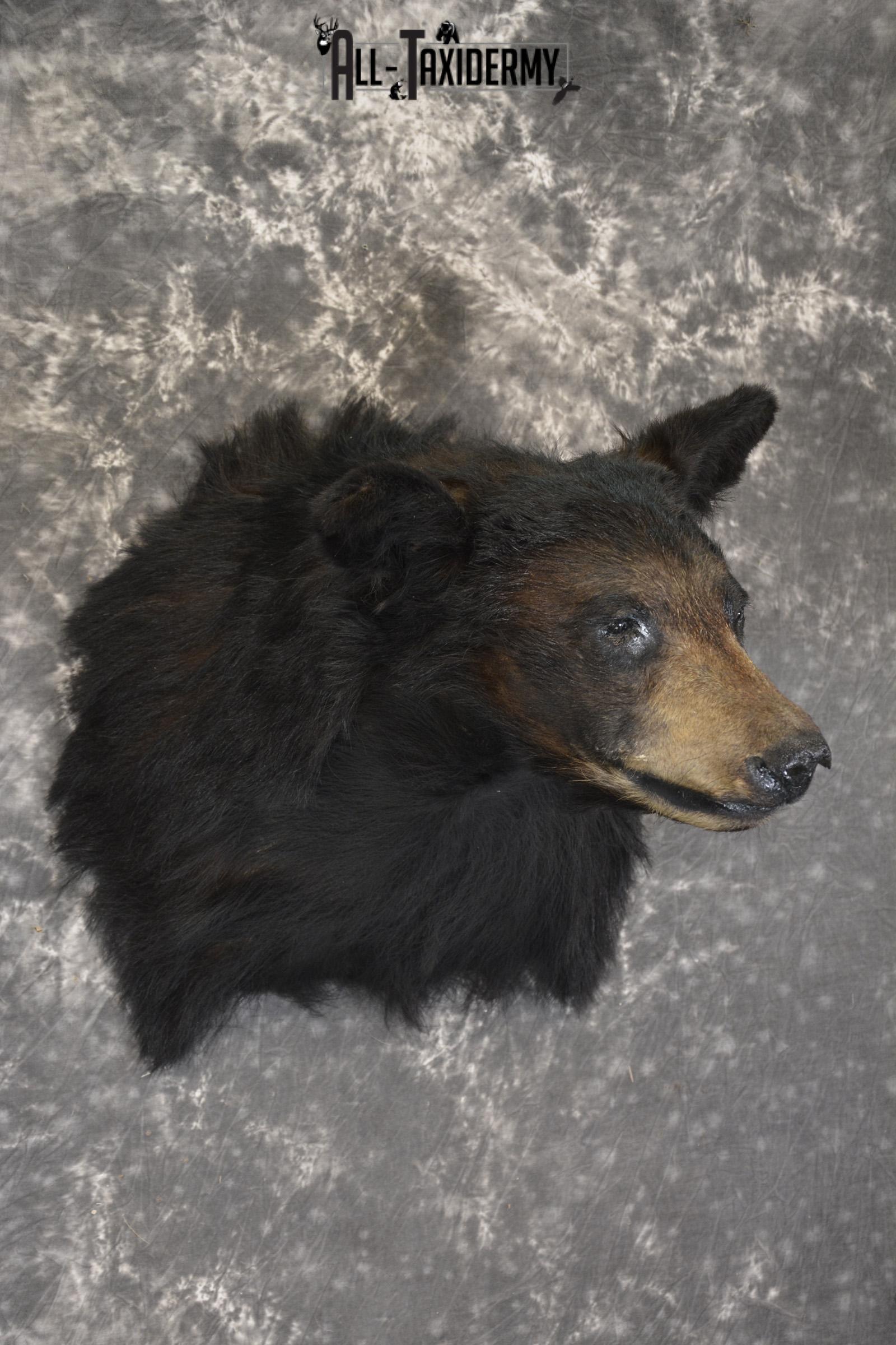 Black Bear taxidermy shoulder mount for sale SKU 1901 - Image 3