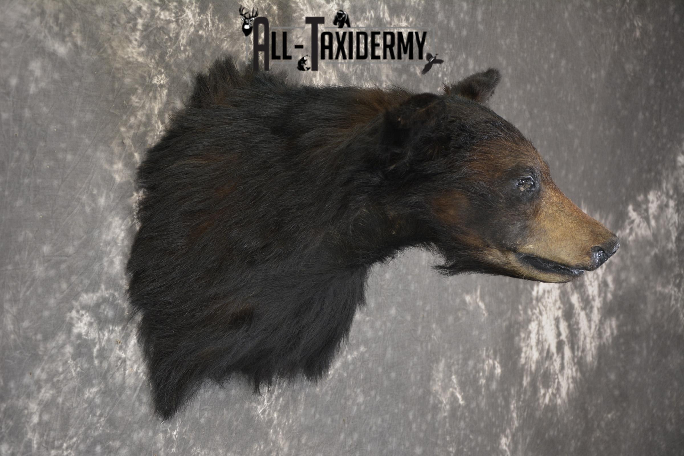 Black Bear taxidermy shoulder mount for sale SKU 1901 - Image 2