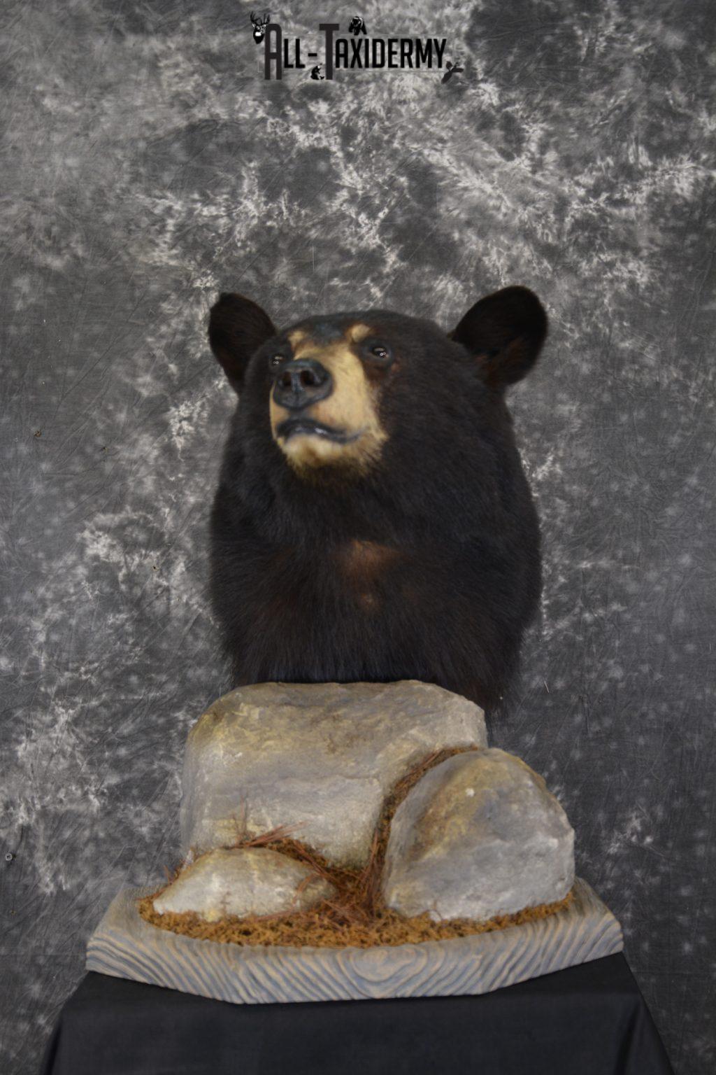 black bear shoulder mount price