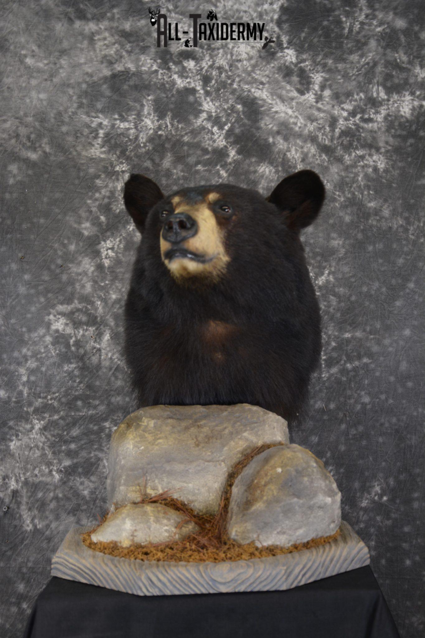 black bear taxidermy mounts