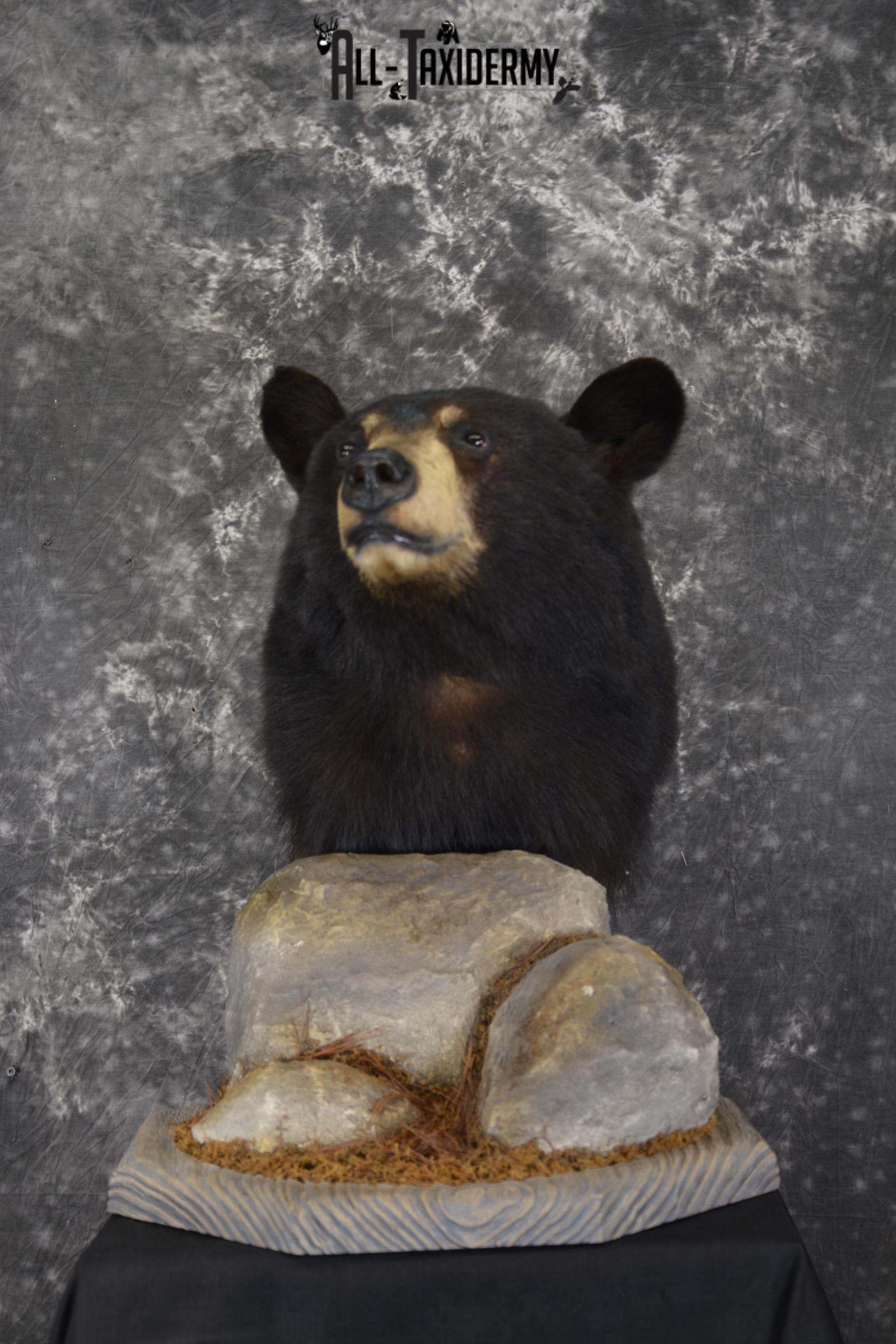 Black Bear Pedestal taxidermy shoulder mount SKU 1902
