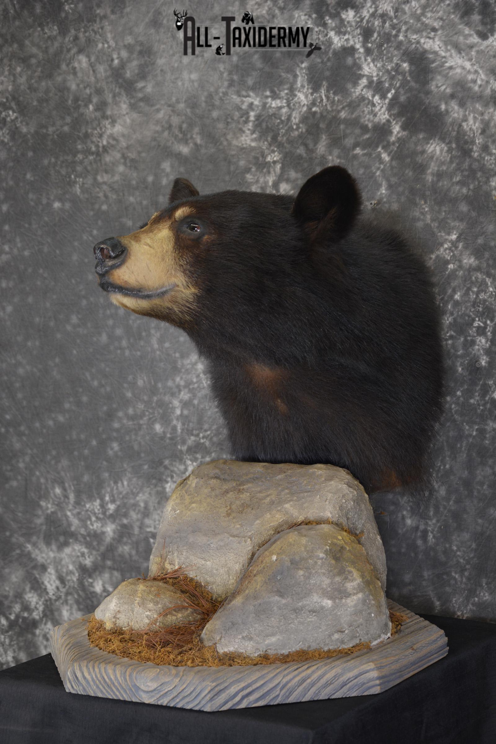 Black Bear Pedestal taxidermy shoulder mount SKU 1902 - Image 9
