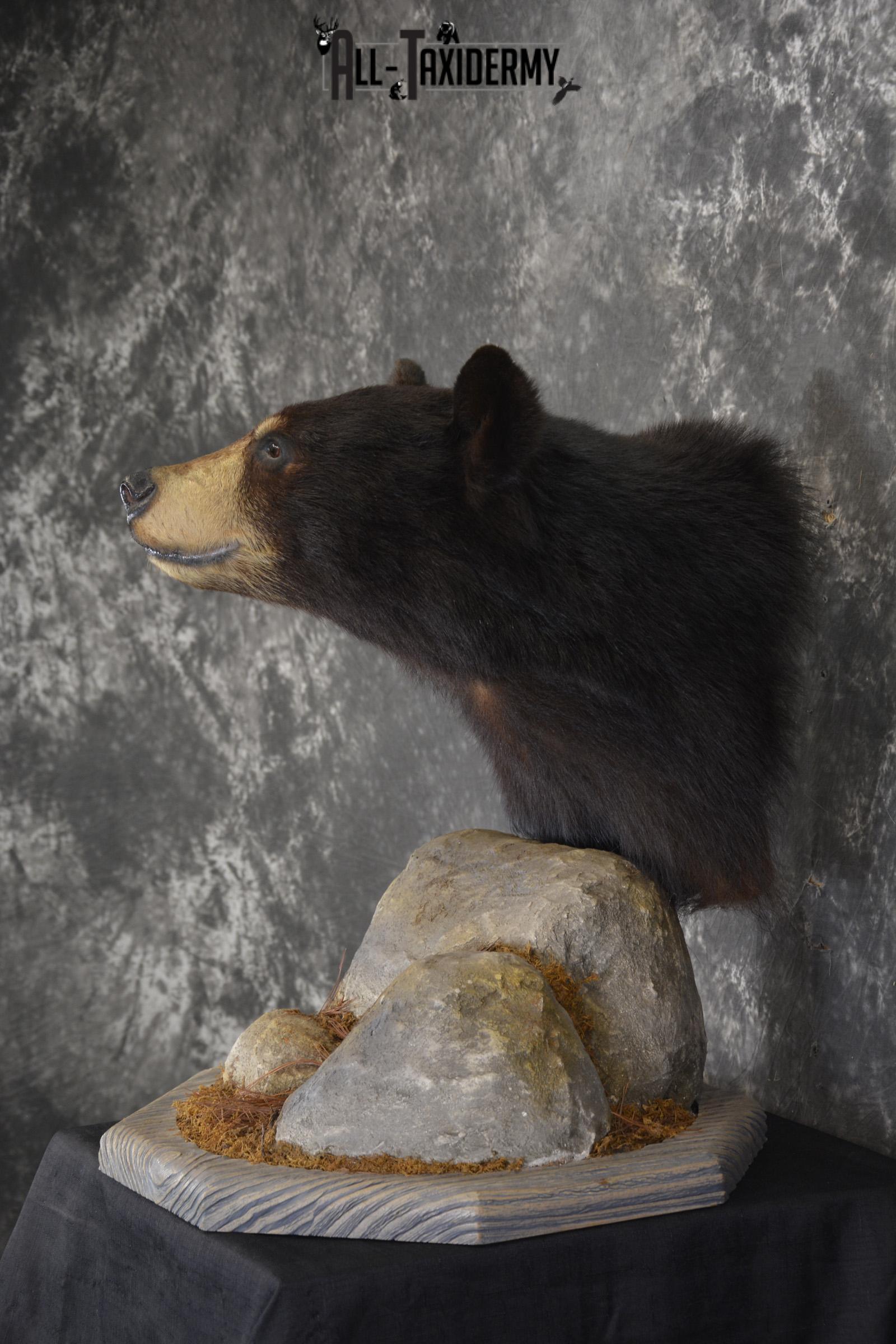 Black Bear Pedestal taxidermy shoulder mount SKU 1902 - Image 8