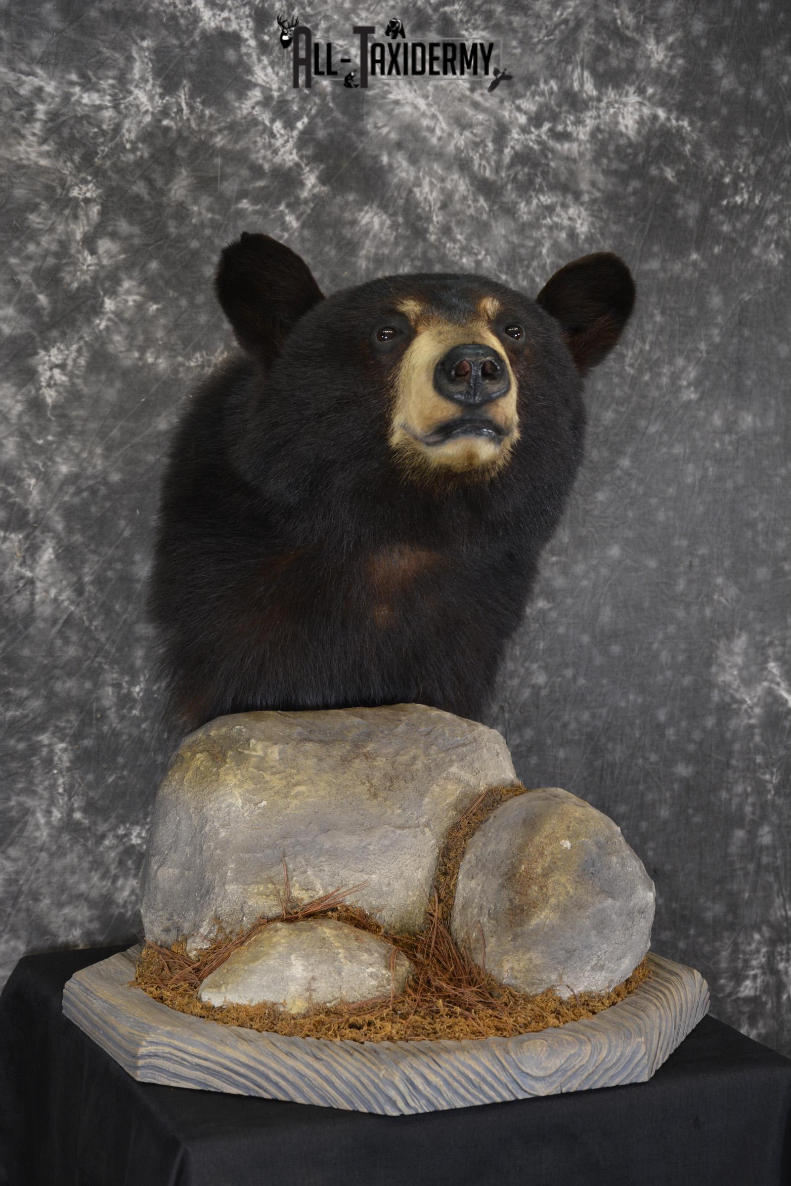 Black Bear Pedestal taxidermy shoulder mount SKU 1902 - Image 7