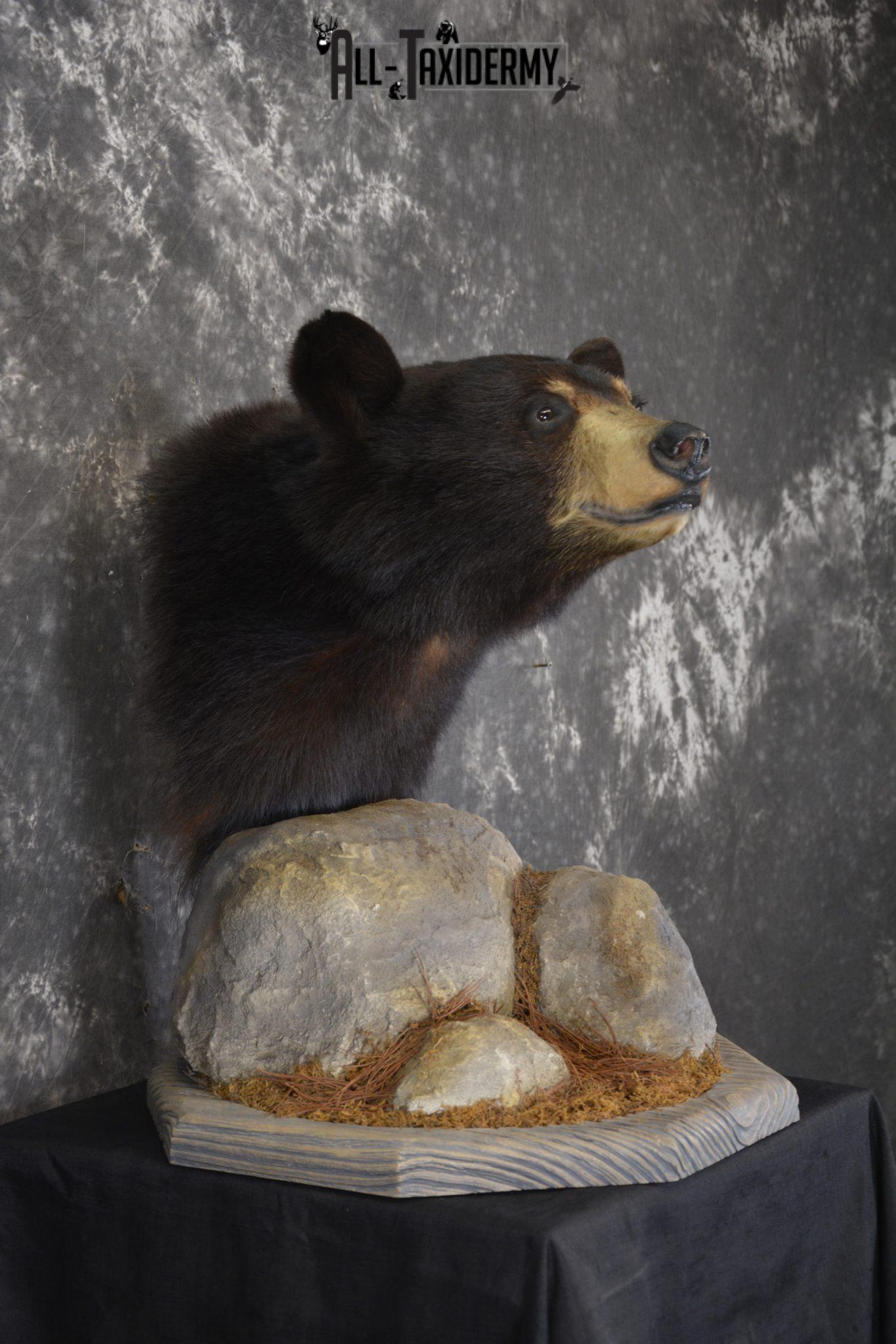 black bear shoulder mount price