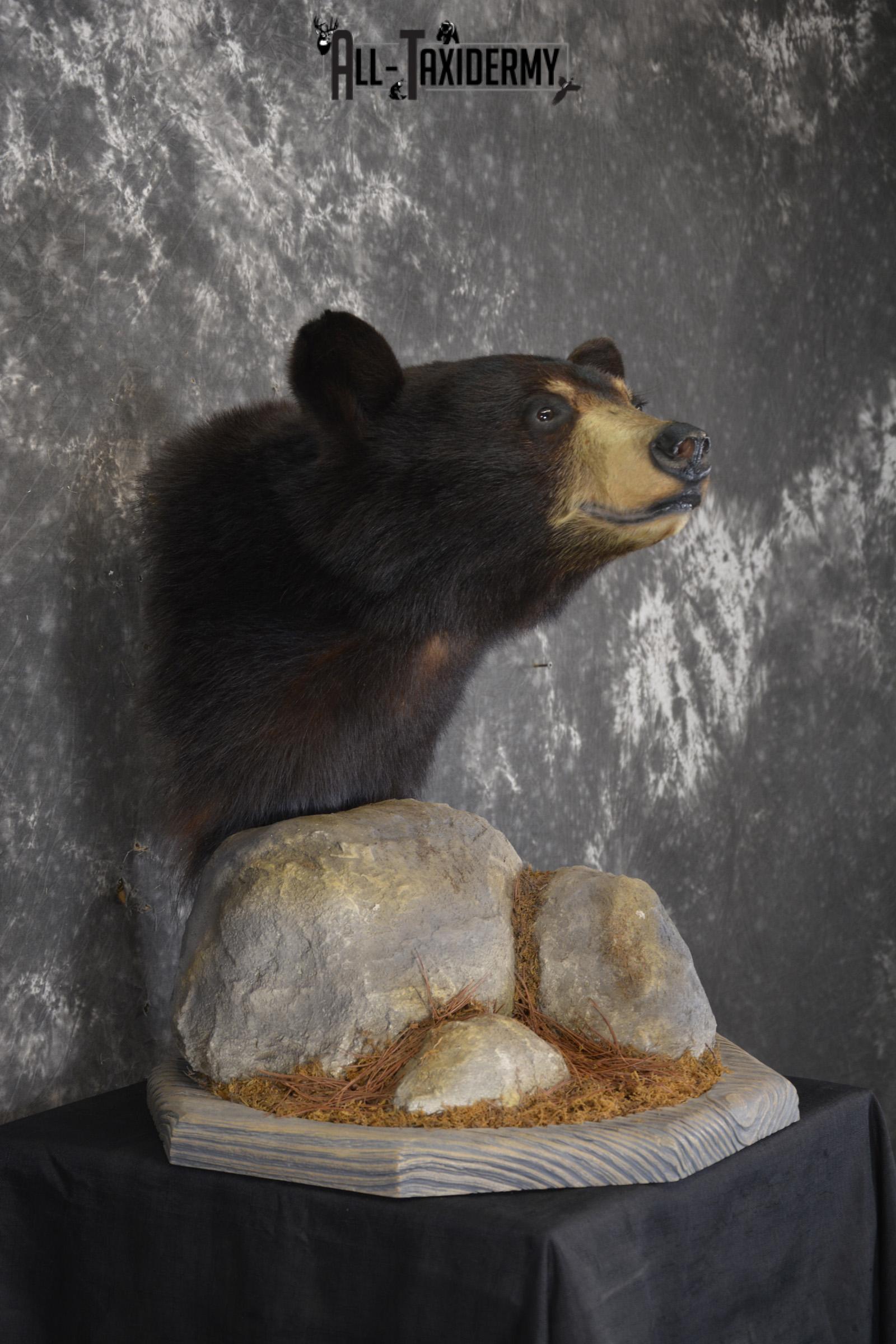 Black Bear Pedestal taxidermy shoulder mount SKU 1902 - Image 6