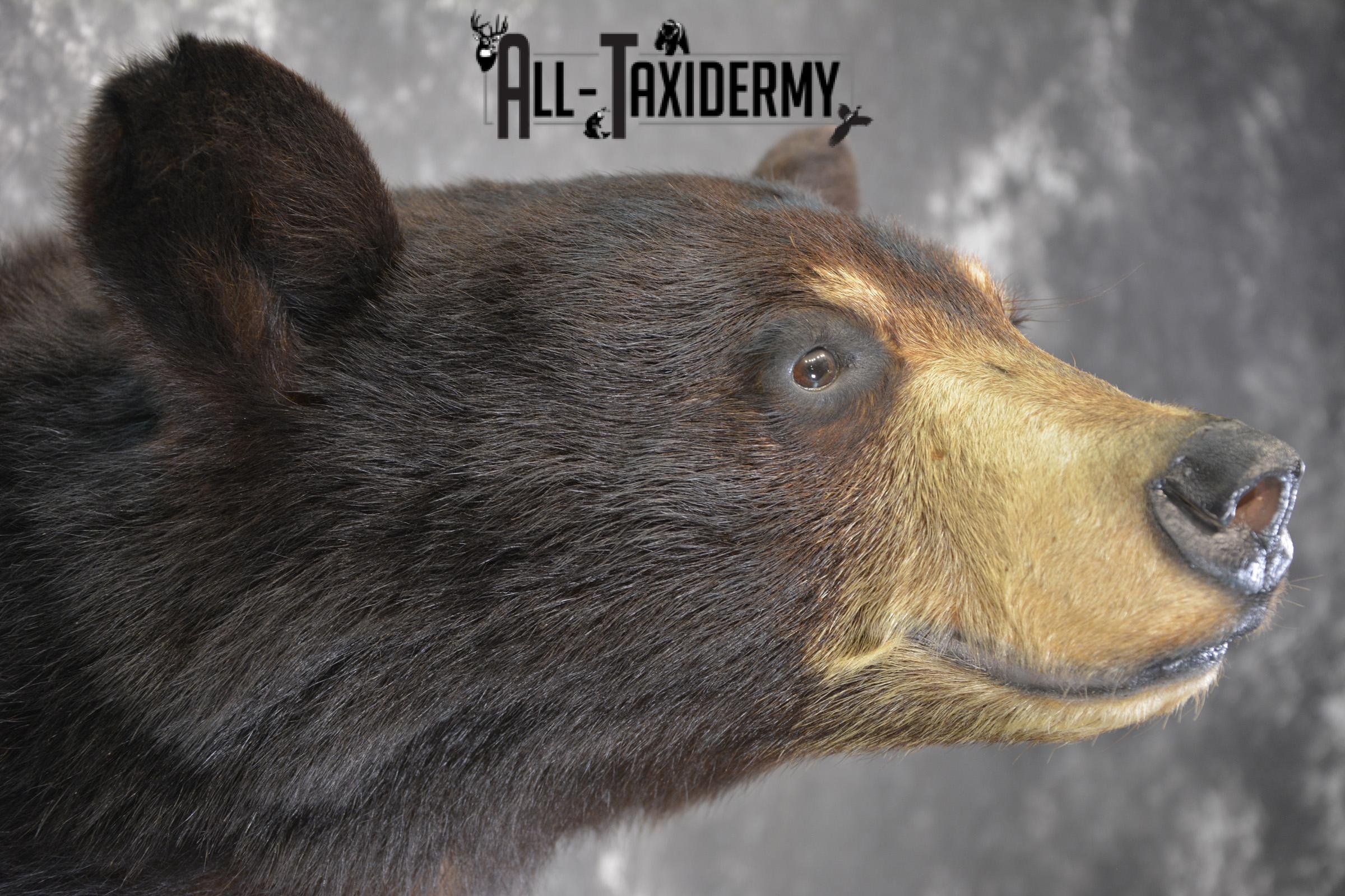 Black Bear Pedestal taxidermy shoulder mount SKU 1902 - Image 5