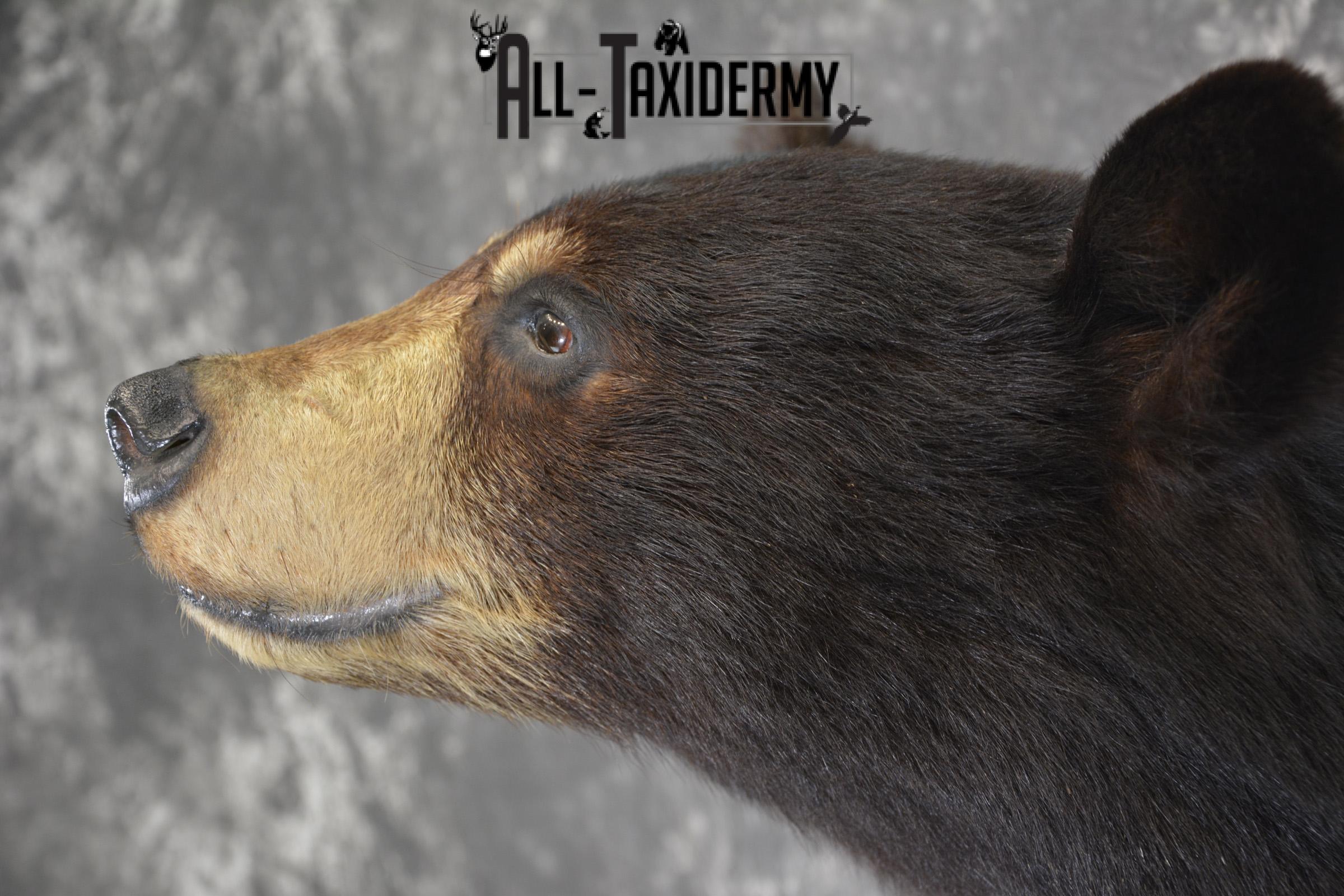 Black Bear Pedestal taxidermy shoulder mount SKU 1902 - Image 4