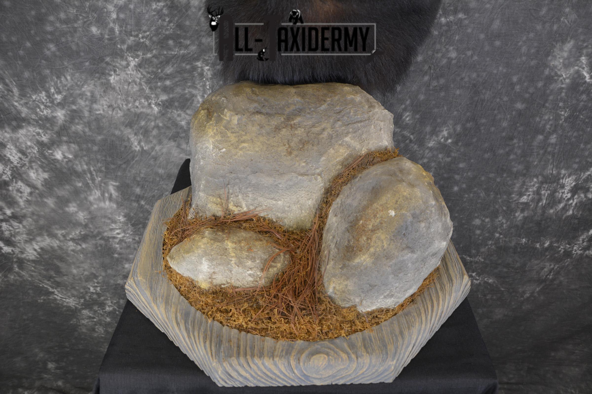 Black Bear Pedestal taxidermy shoulder mount SKU 1902 - Image 3