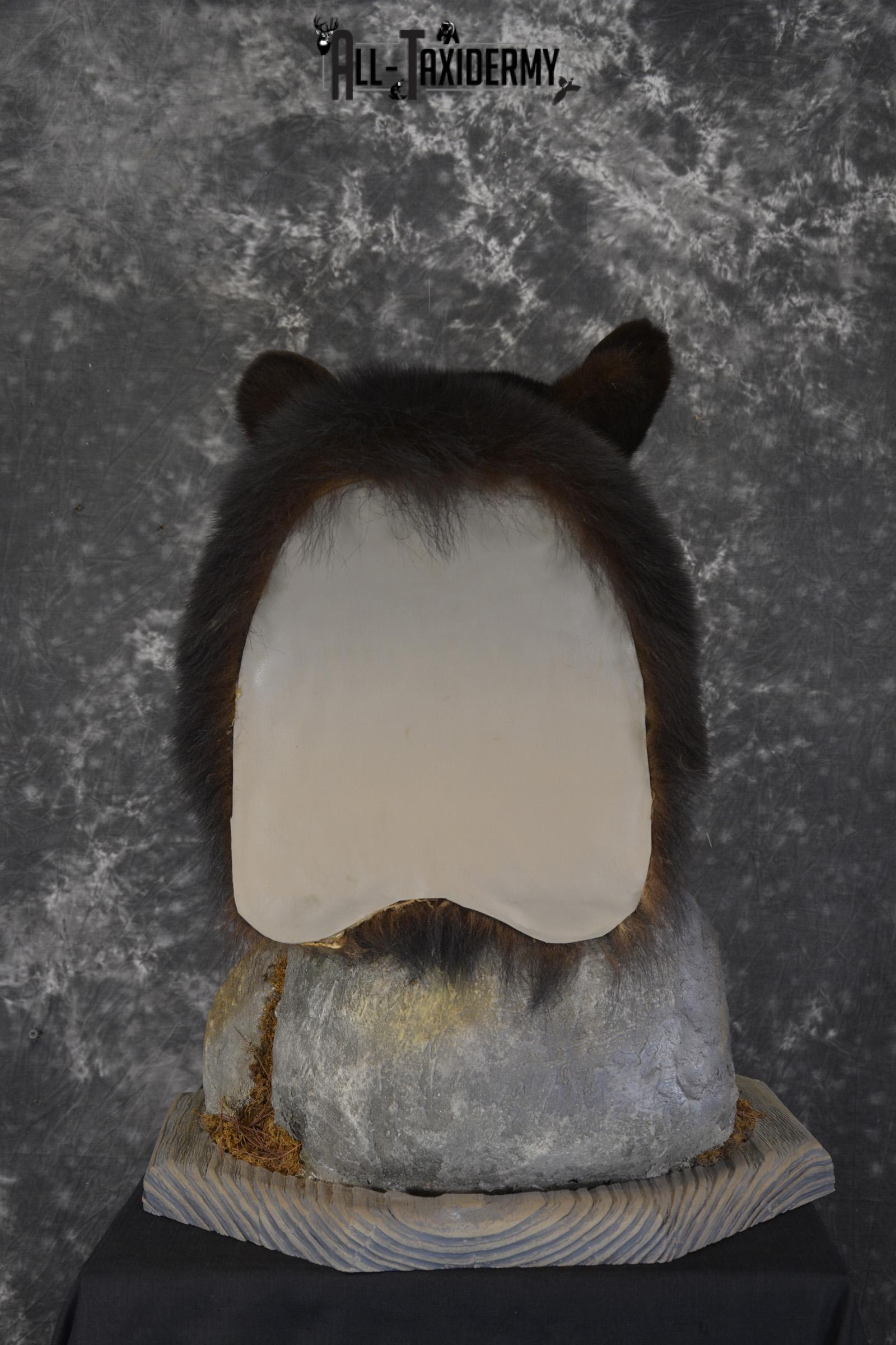 Black Bear Pedestal taxidermy shoulder mount SKU 1902 - Image 2